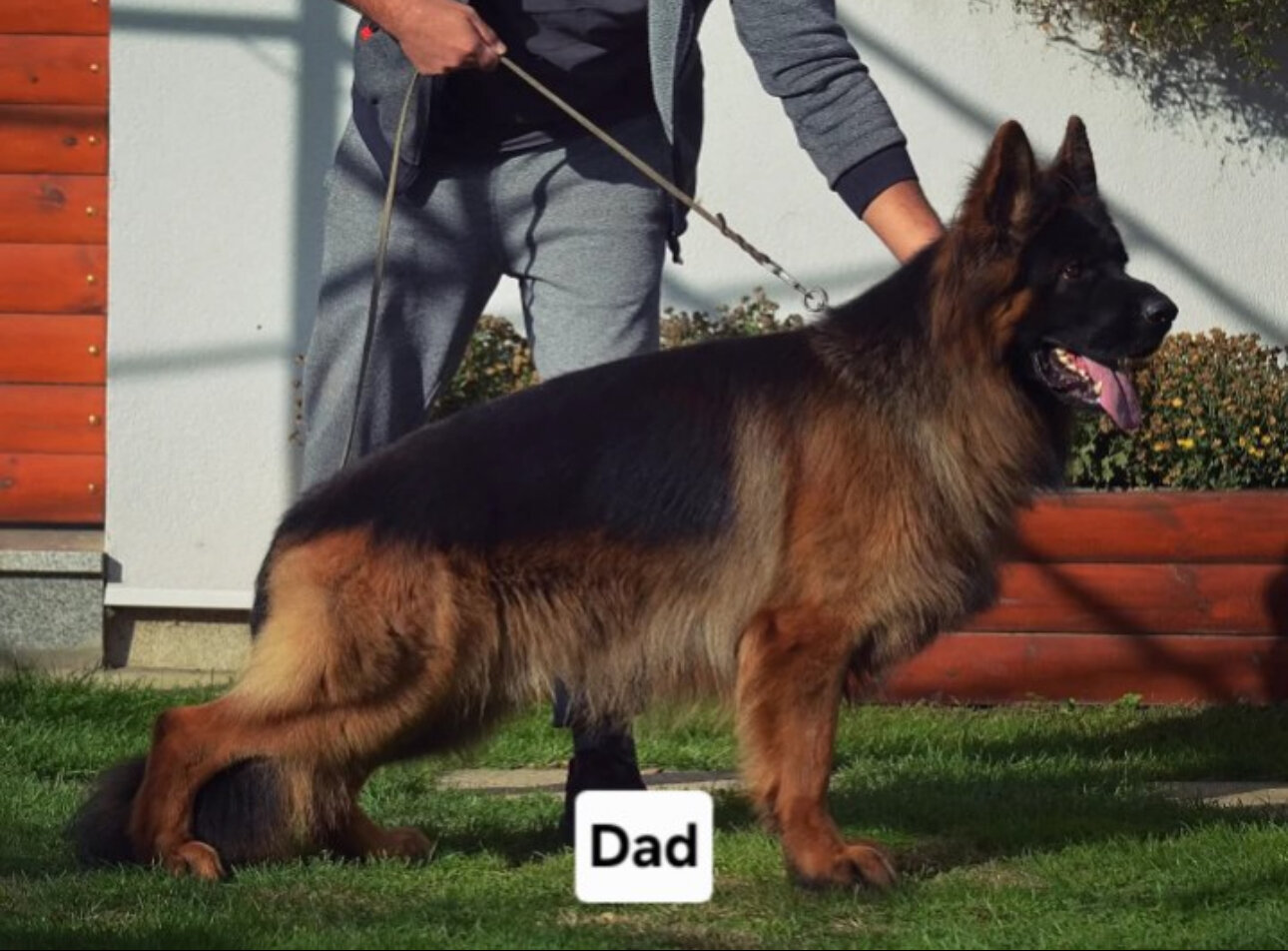 German shepherd image 3