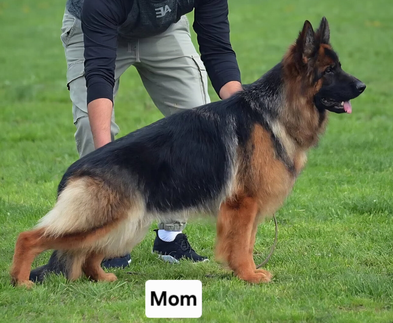 German shepherd image 5