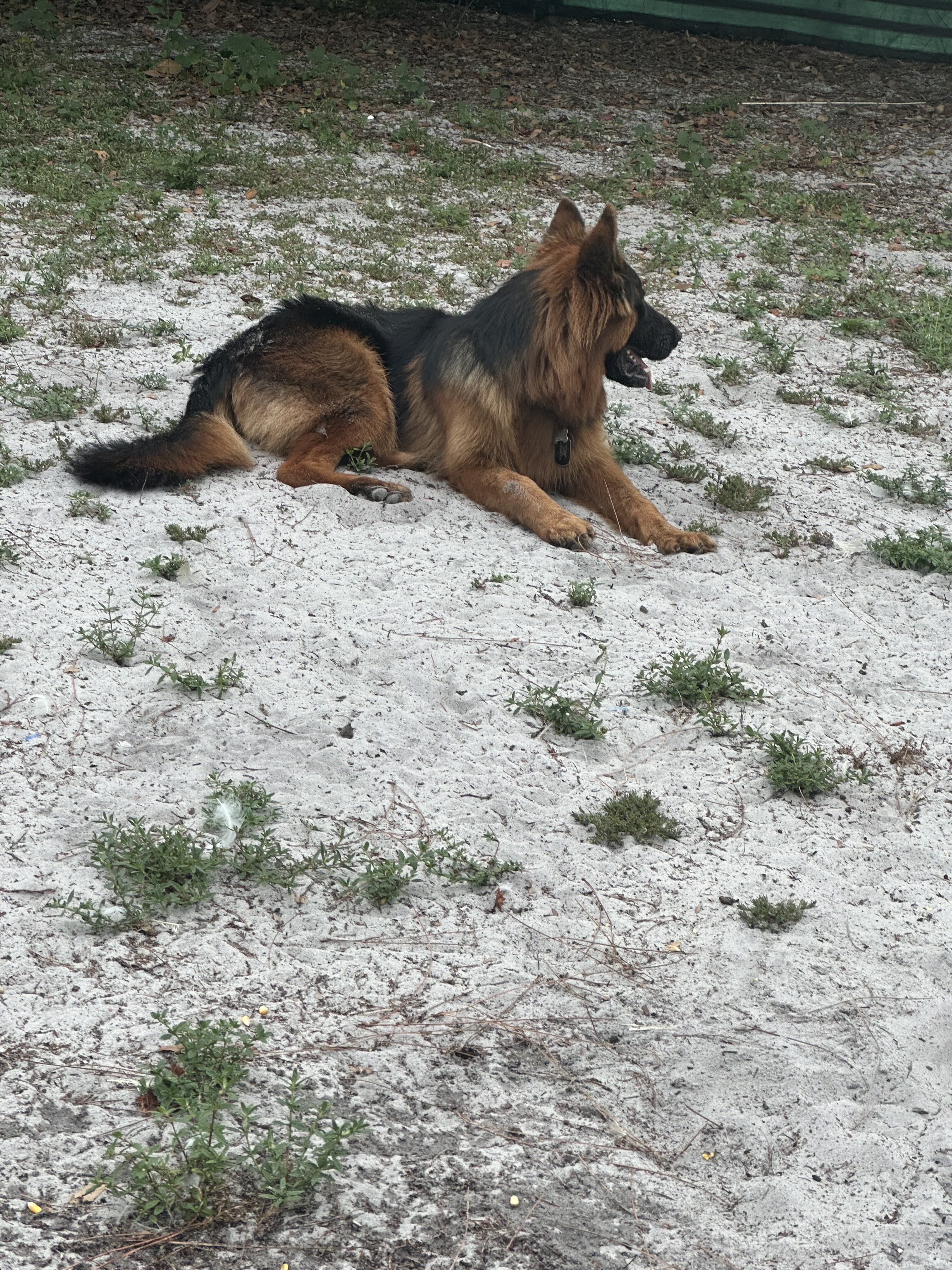German shepherd image 2