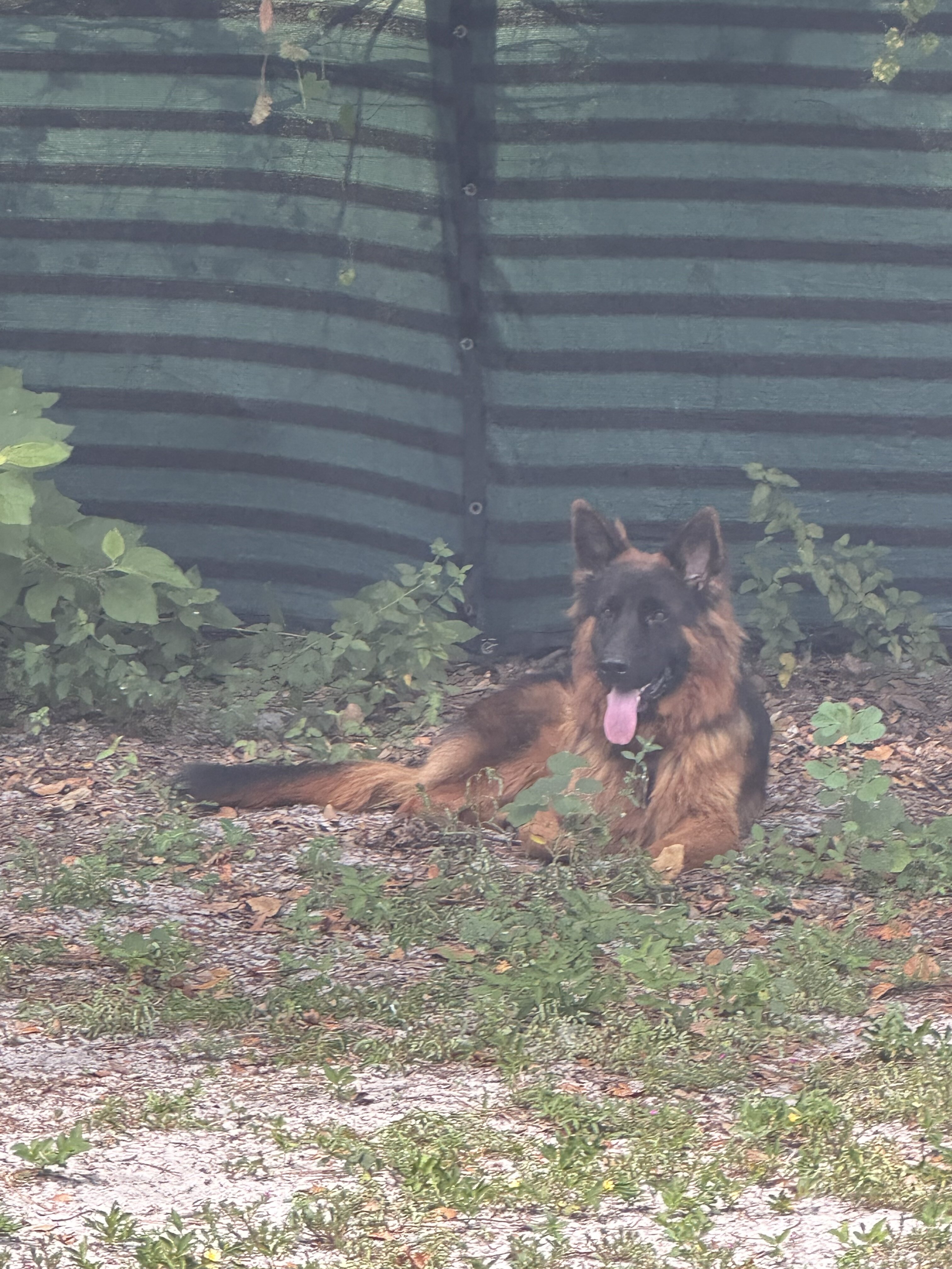 German shepherd image 1