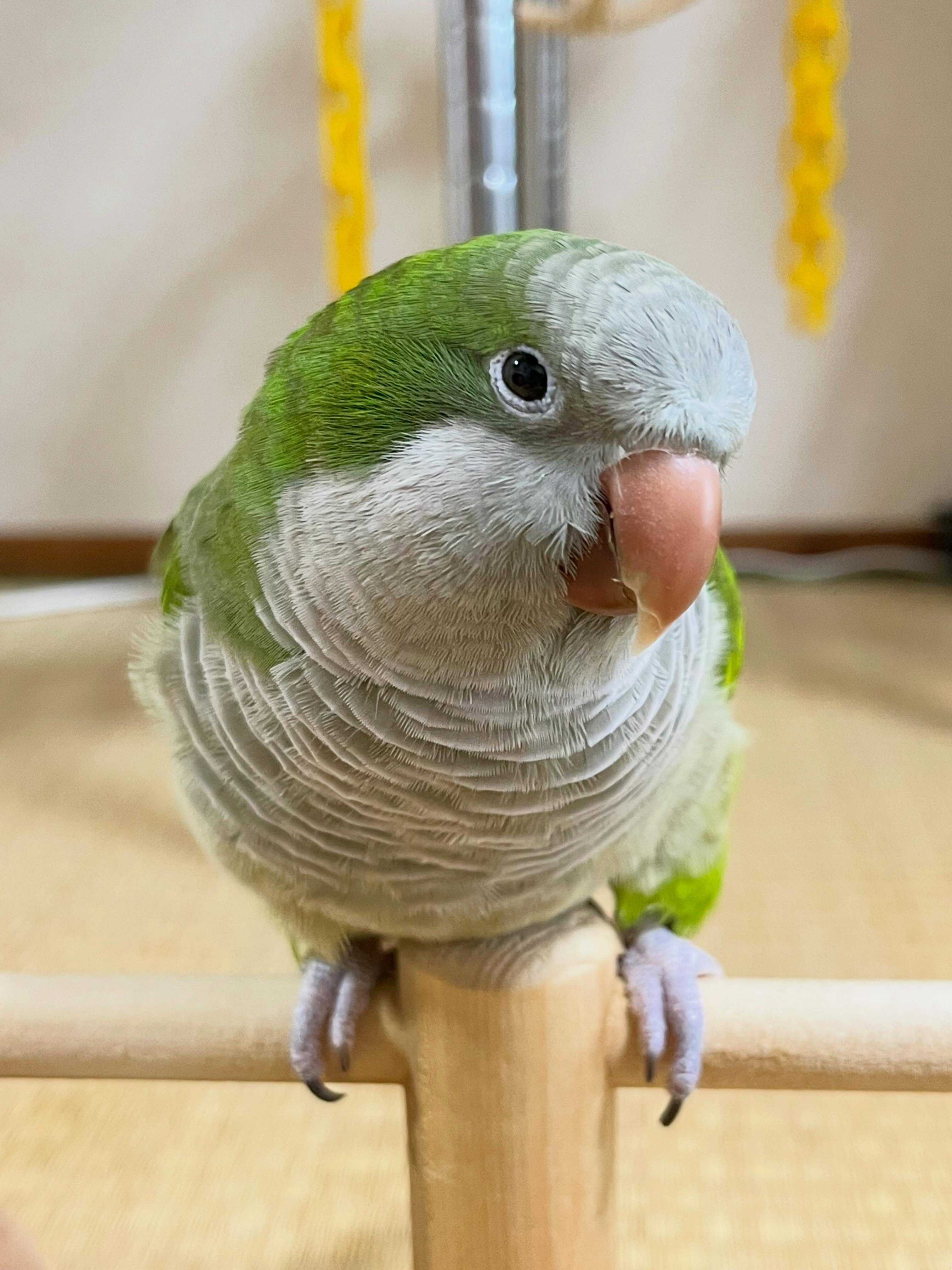 🦜 Super Friendly & Hand-Tamed Quaker Parrot image 5