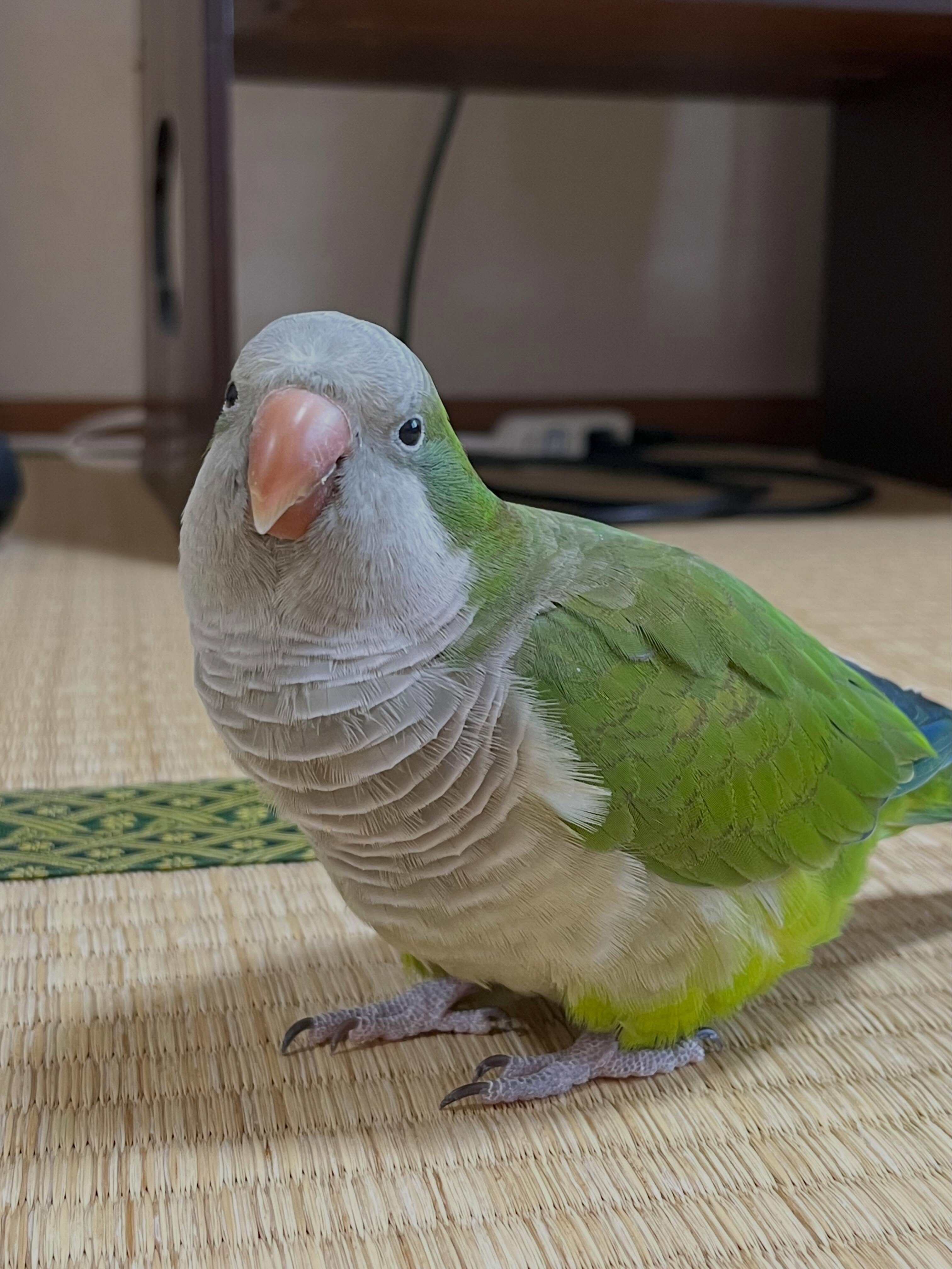 🦜 Super Friendly & Hand-Tamed Quaker Parrot image 6