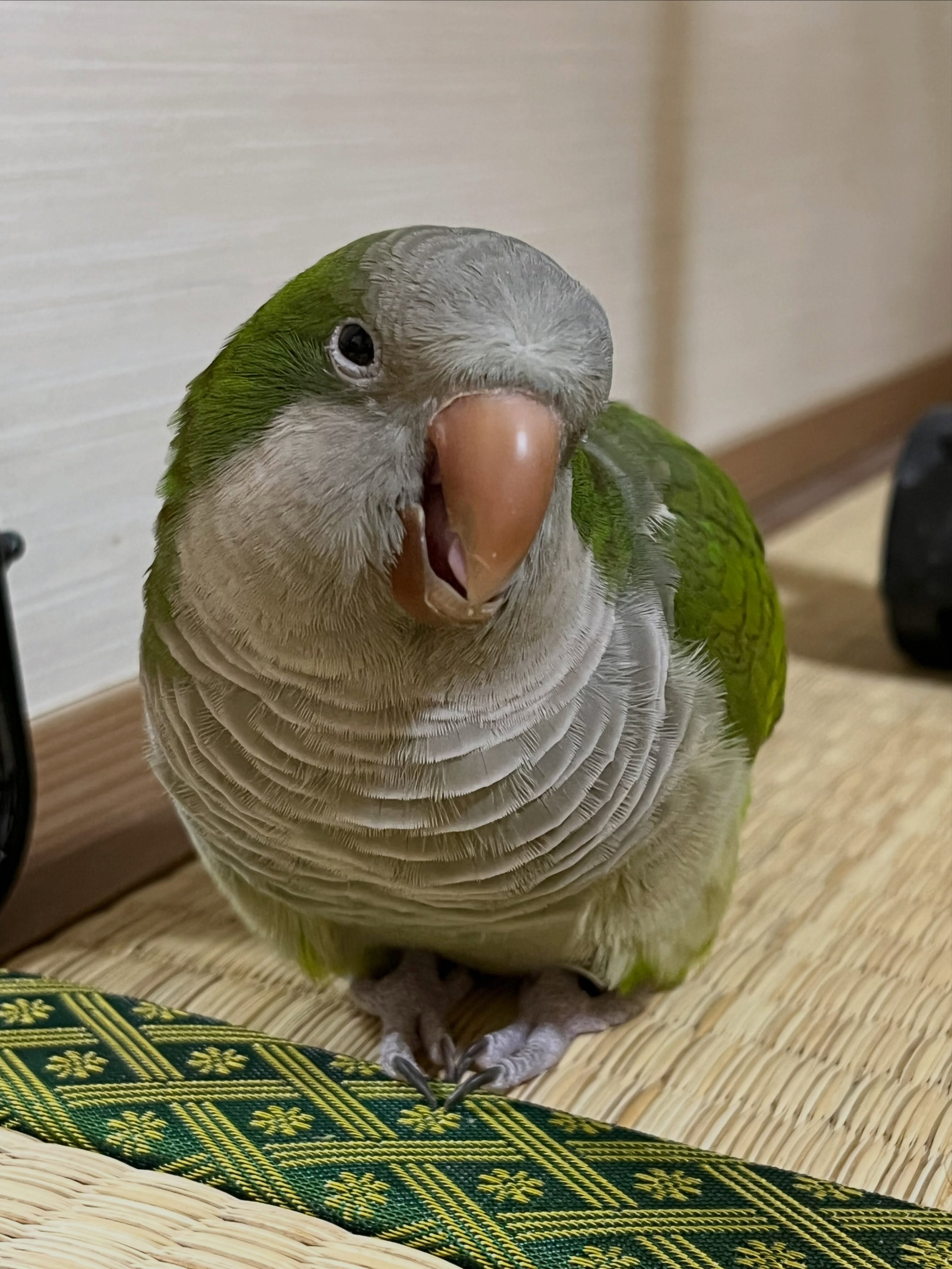 🦜 Super Friendly & Hand-Tamed Quaker Parrot image 3