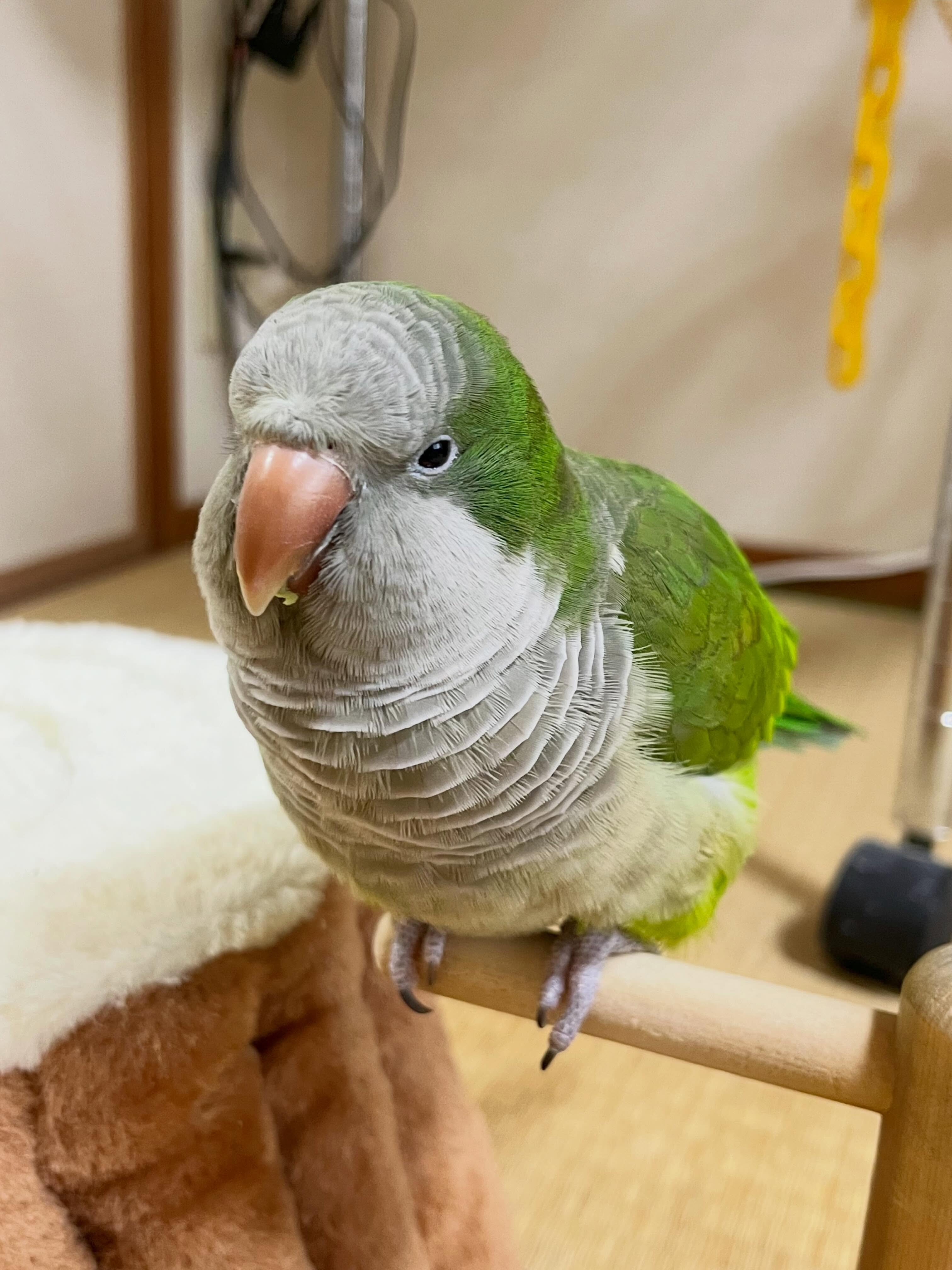 🦜 Super Friendly & Hand-Tamed Quaker Parrot image 4