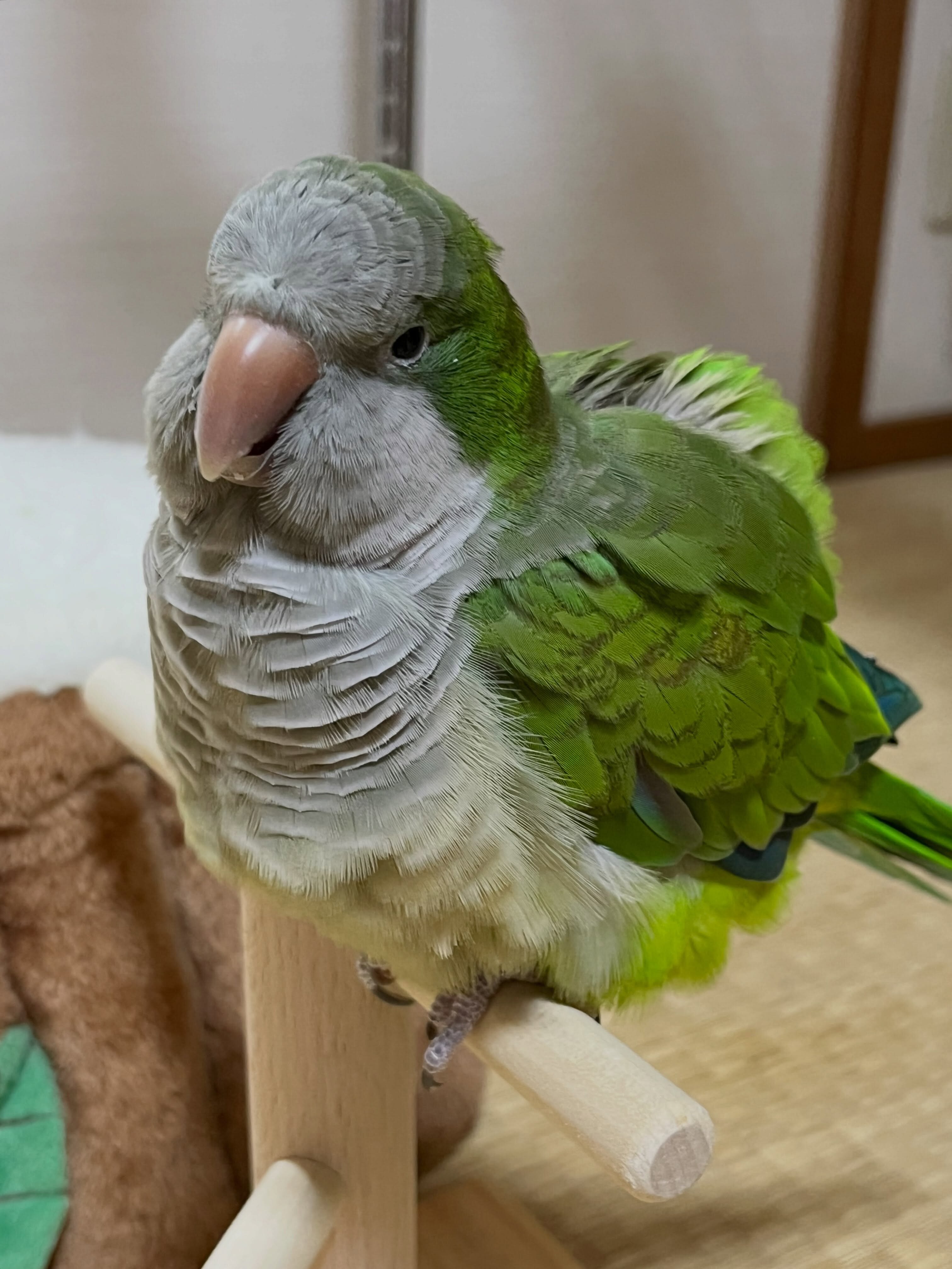 🦜 Super Friendly & Hand-Tamed Quaker Parrot image 1
