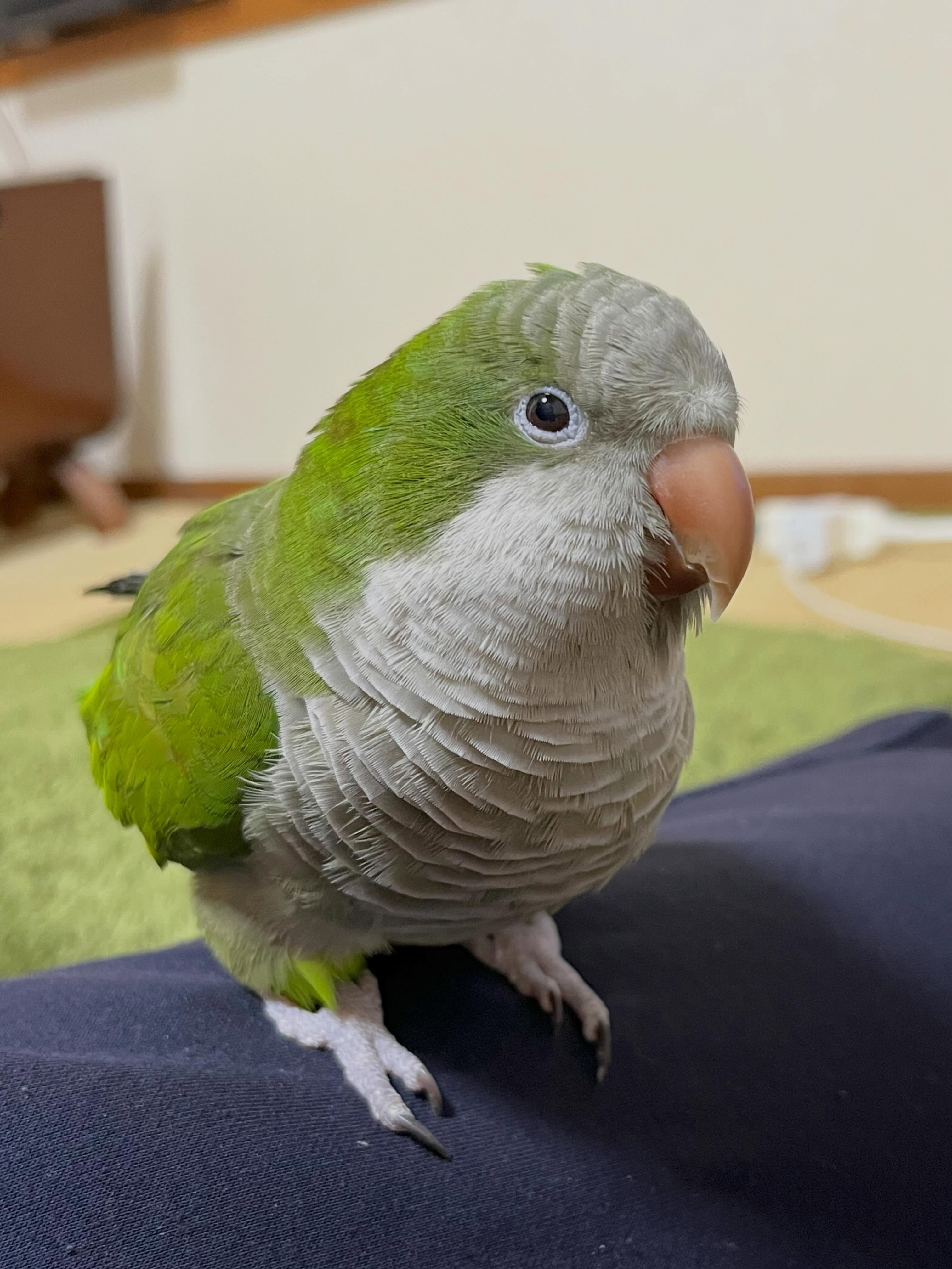 🦜 Super Friendly & Hand-Tamed Quaker Parrot image 9