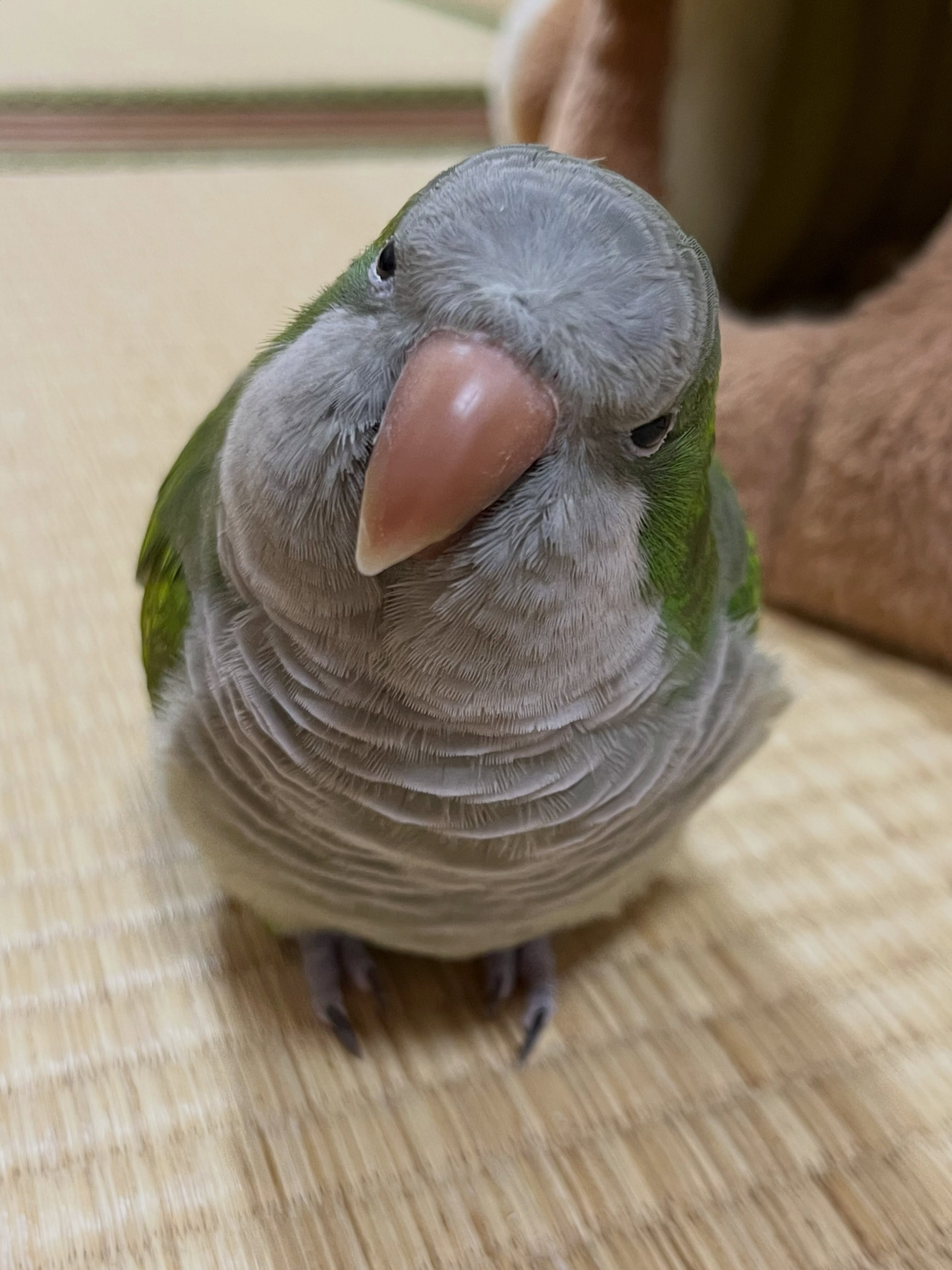 🦜 Super Friendly & Hand-Tamed Quaker Parrot image 8