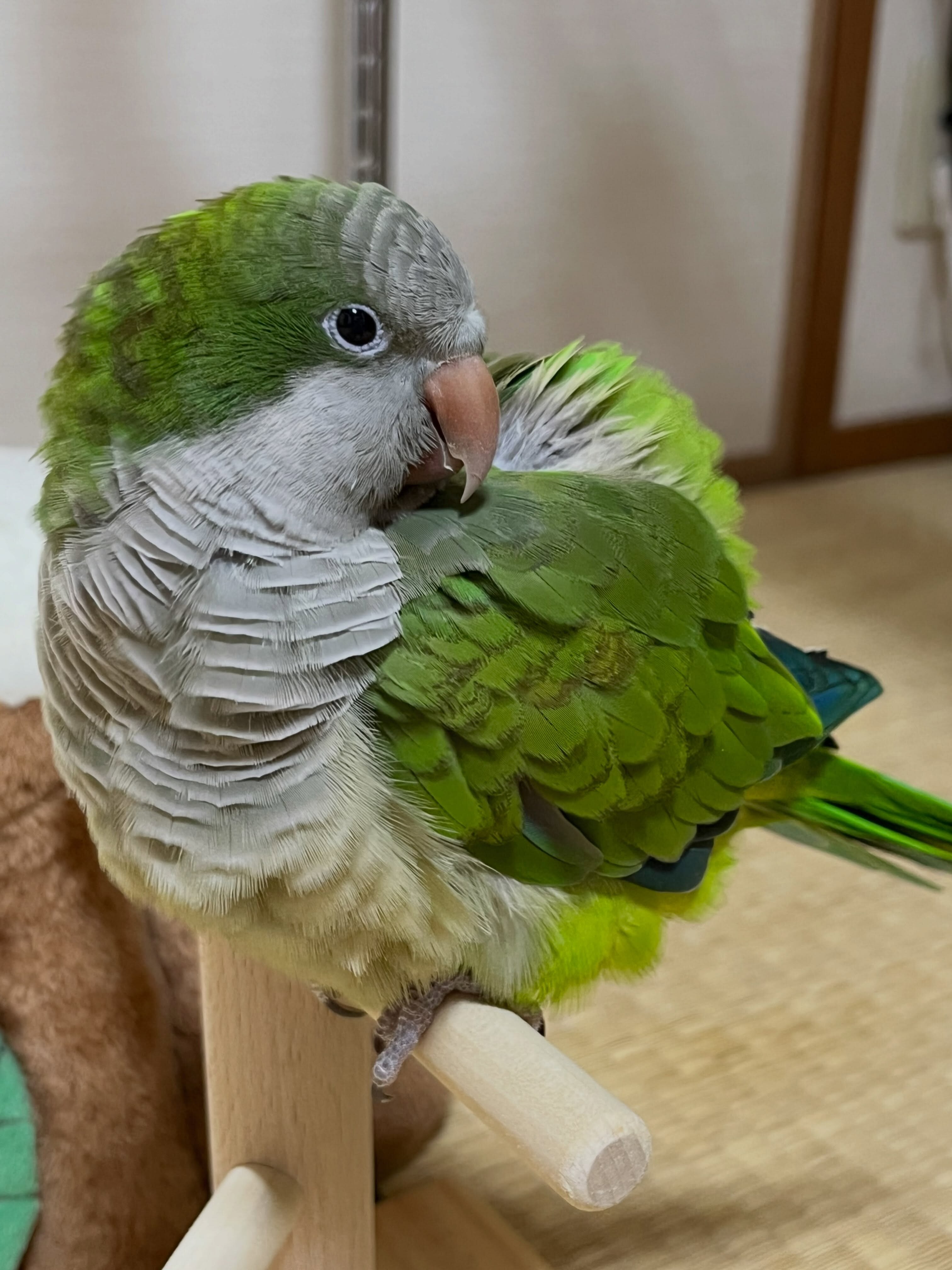 🦜 Super Friendly & Hand-Tamed Quaker Parrot image 2