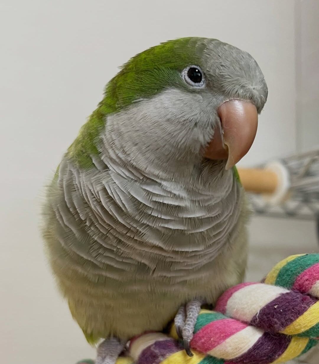 🦜 Super Friendly & Hand-Tamed Quaker Parrot image 7
