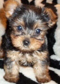 Yorkie puppies for sale (loly) image 1