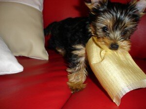 Yorkie puppies for sale (loly) image 2