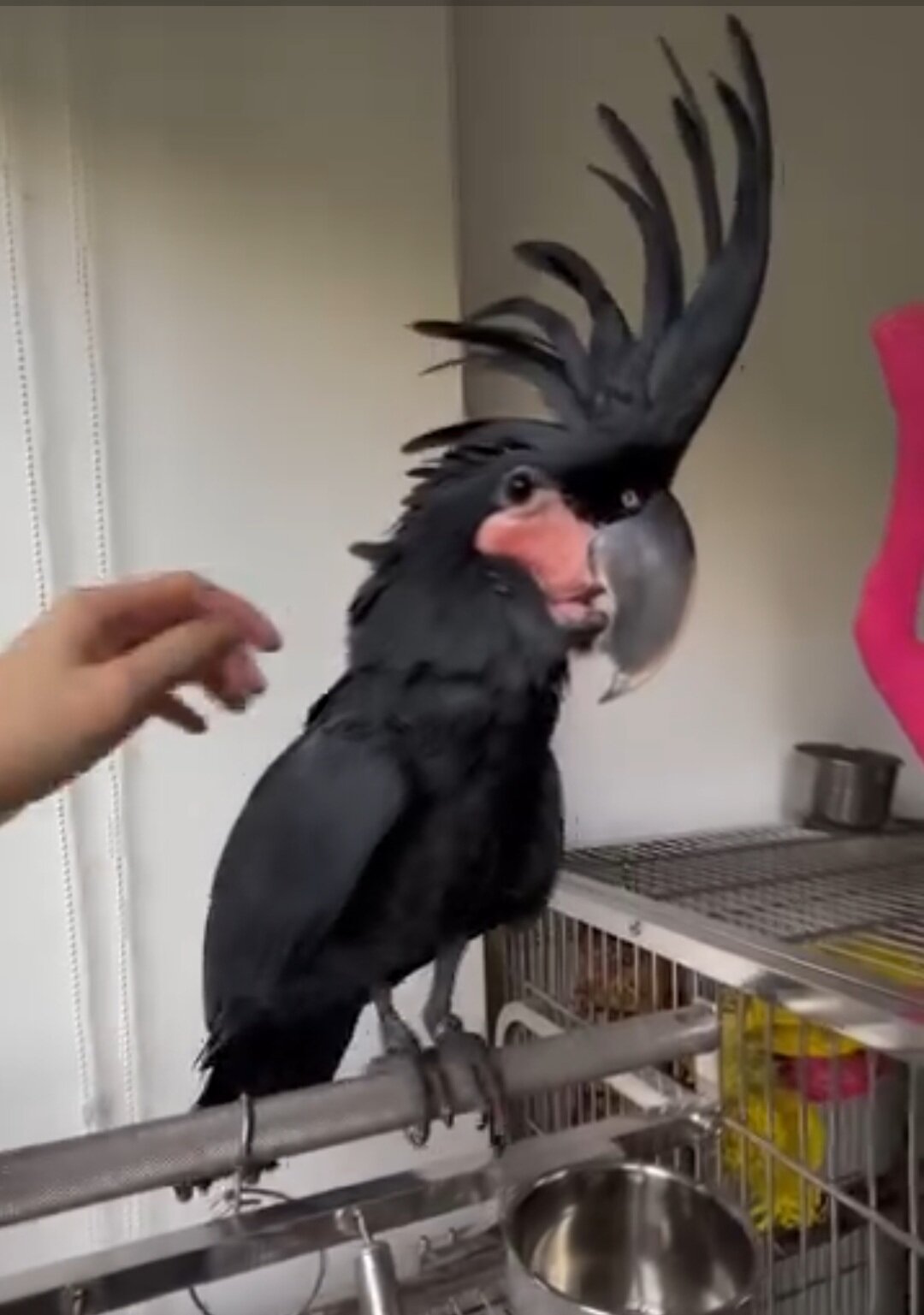 Rehoming our cherished Palm Cockatoo image 1