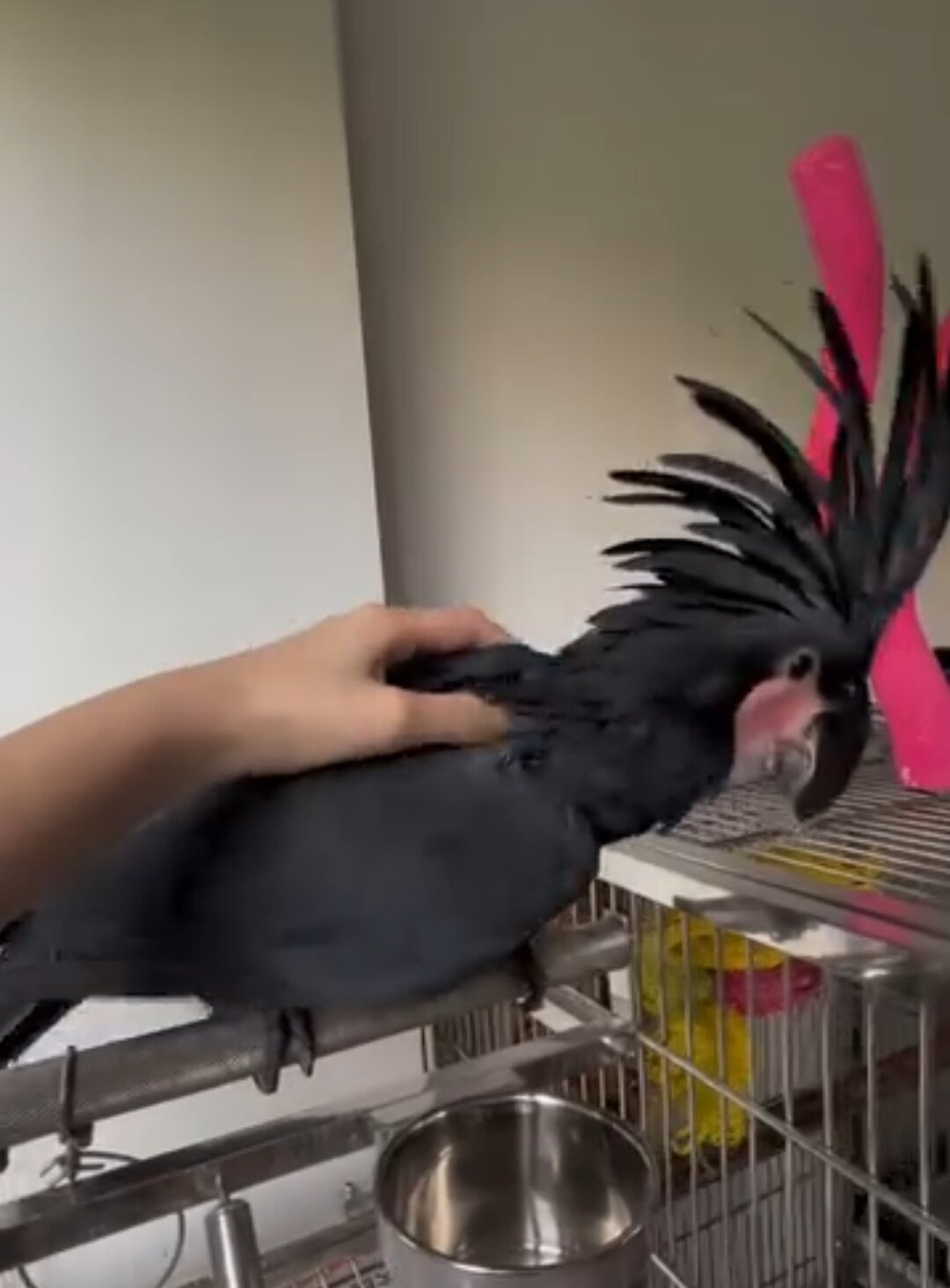 Rehoming our cherished Palm Cockatoo image 5
