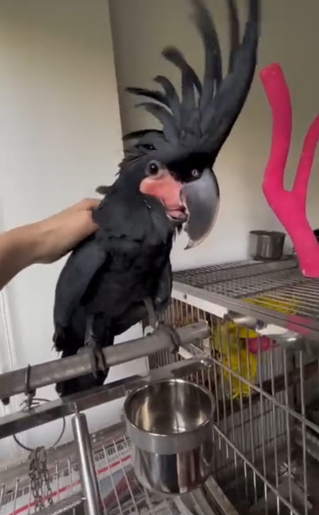 Rehoming our cherished Palm Cockatoo image 4