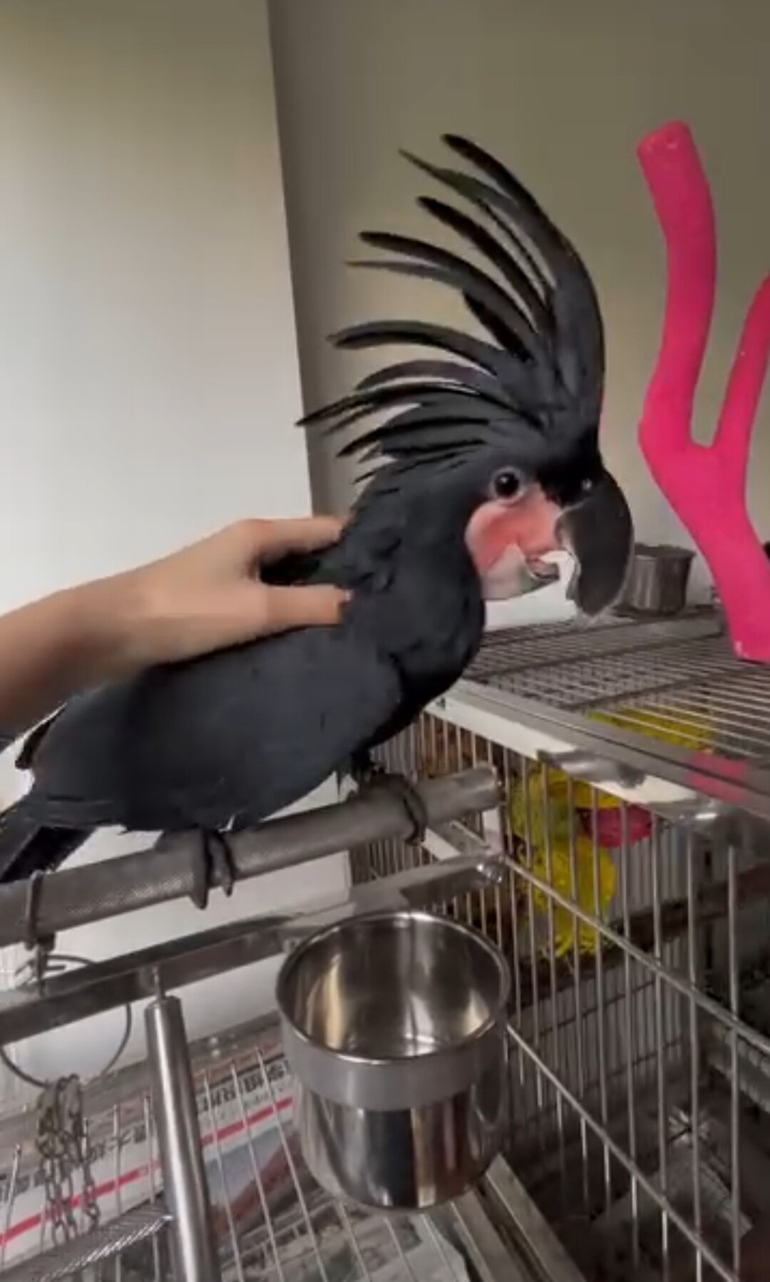 Rehoming our cherished Palm Cockatoo image 3