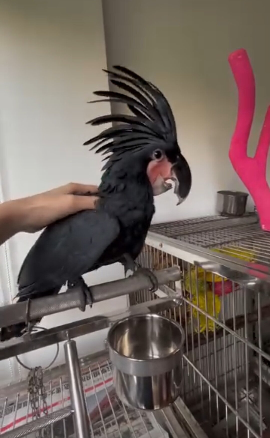 Rehoming our cherished Palm Cockatoo image 2