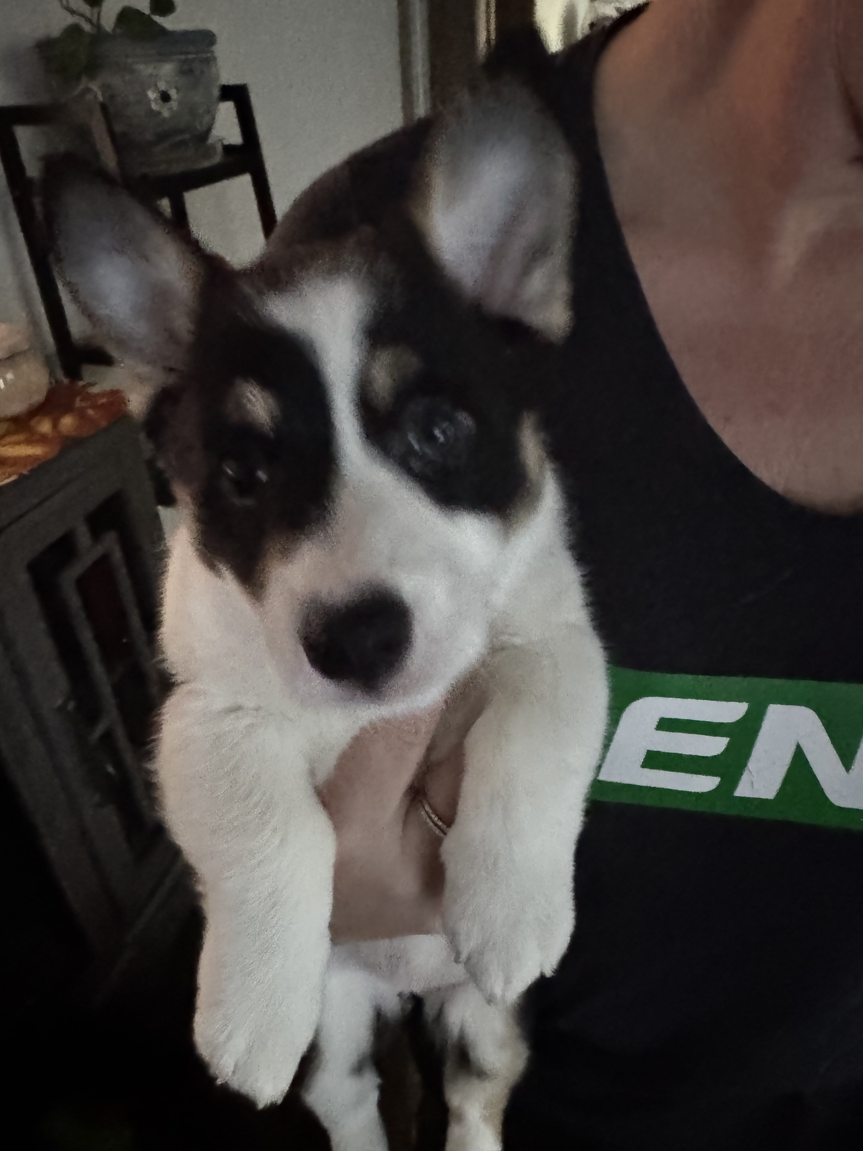 Corgi puppies image 4