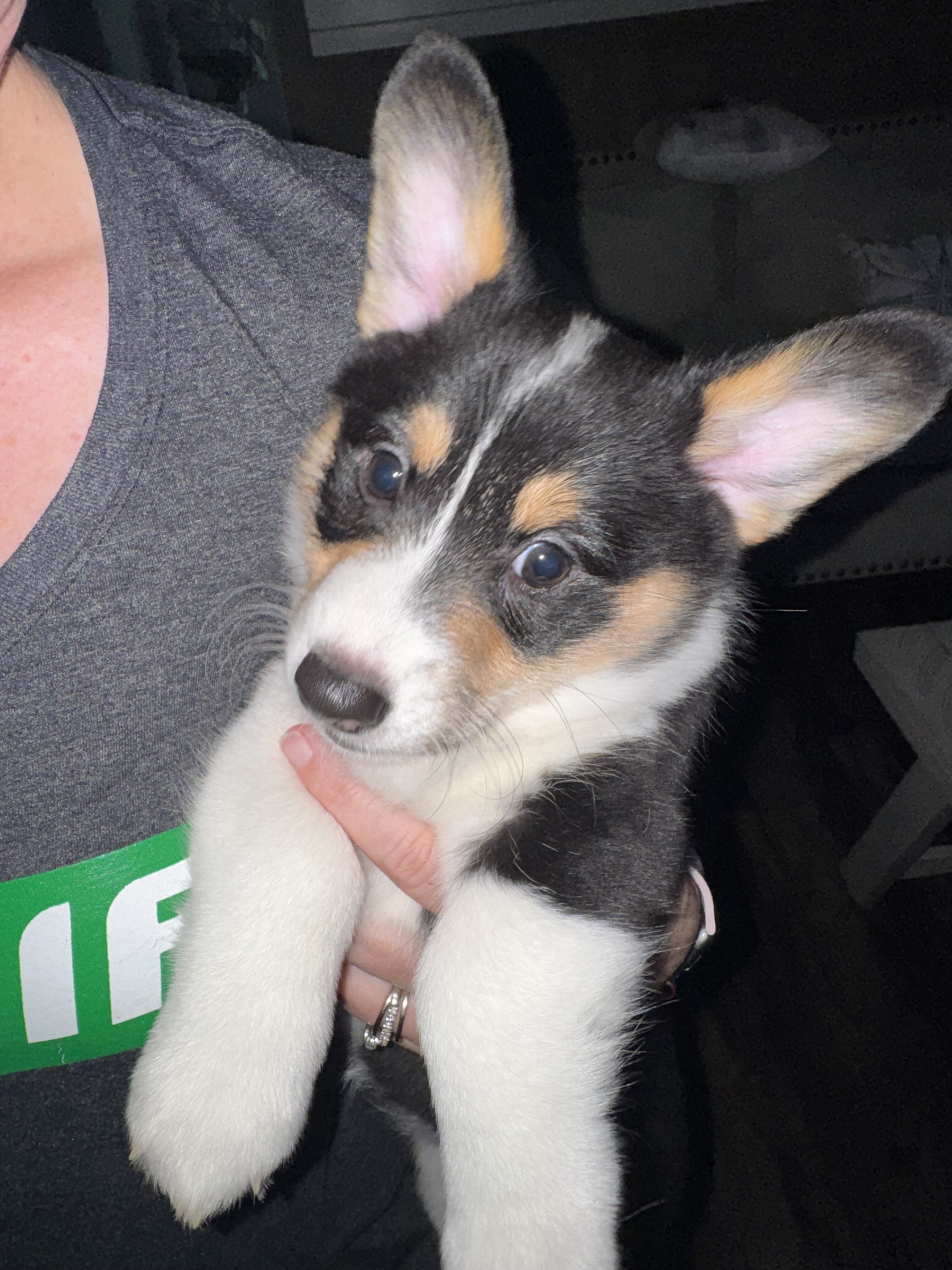 Corgi puppies image 3