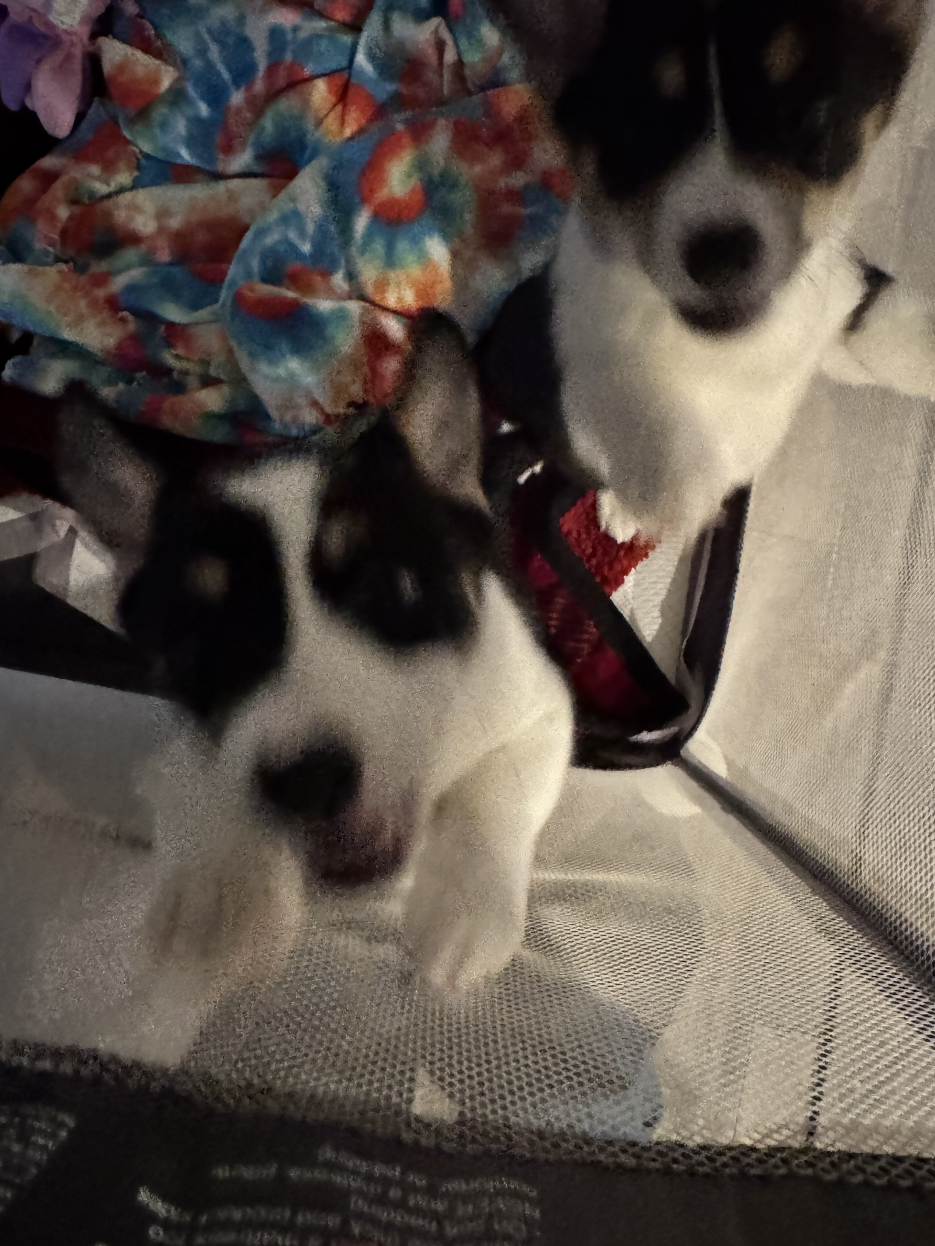 Corgi puppies image 5