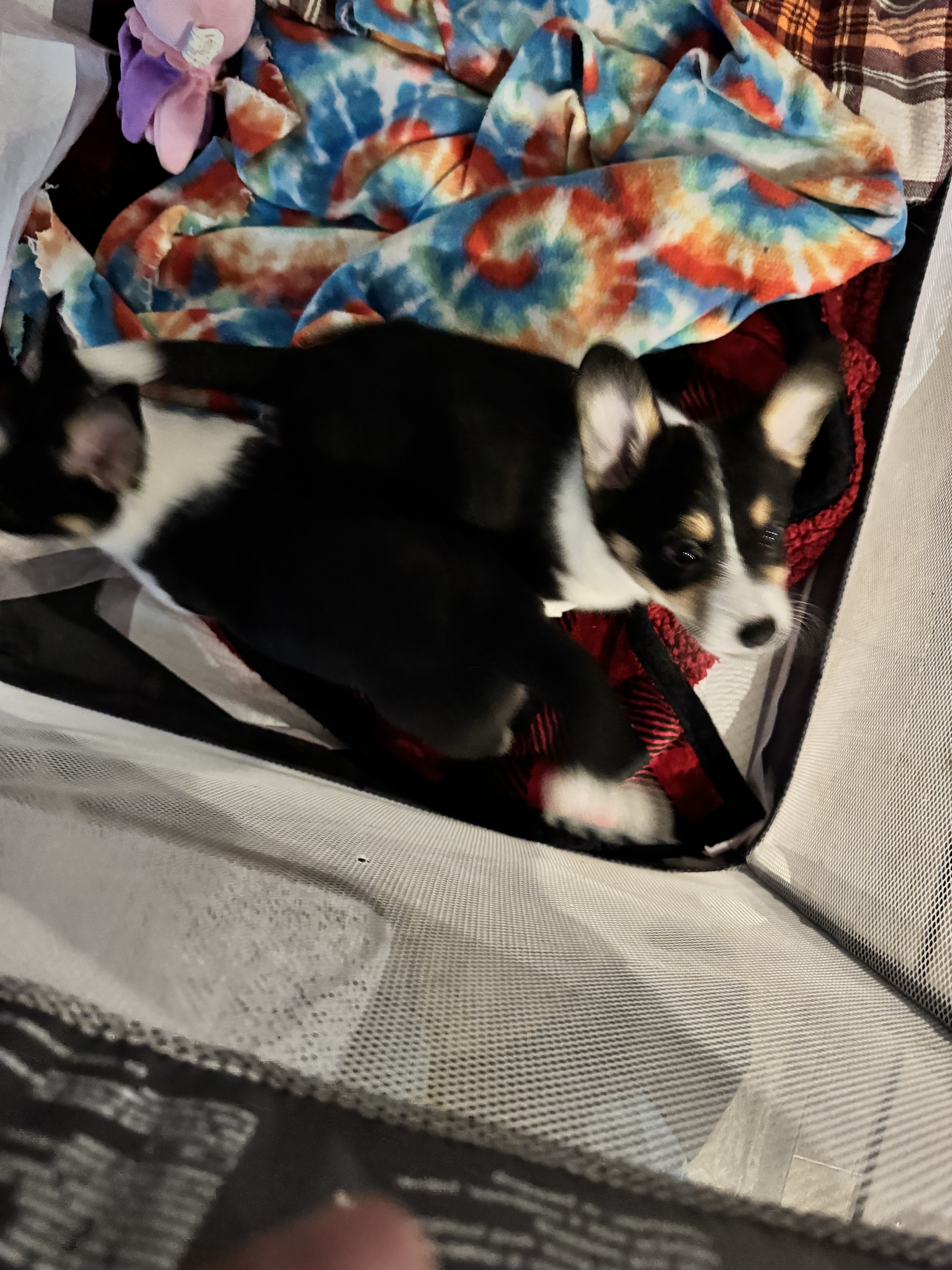 Corgi puppies image 6