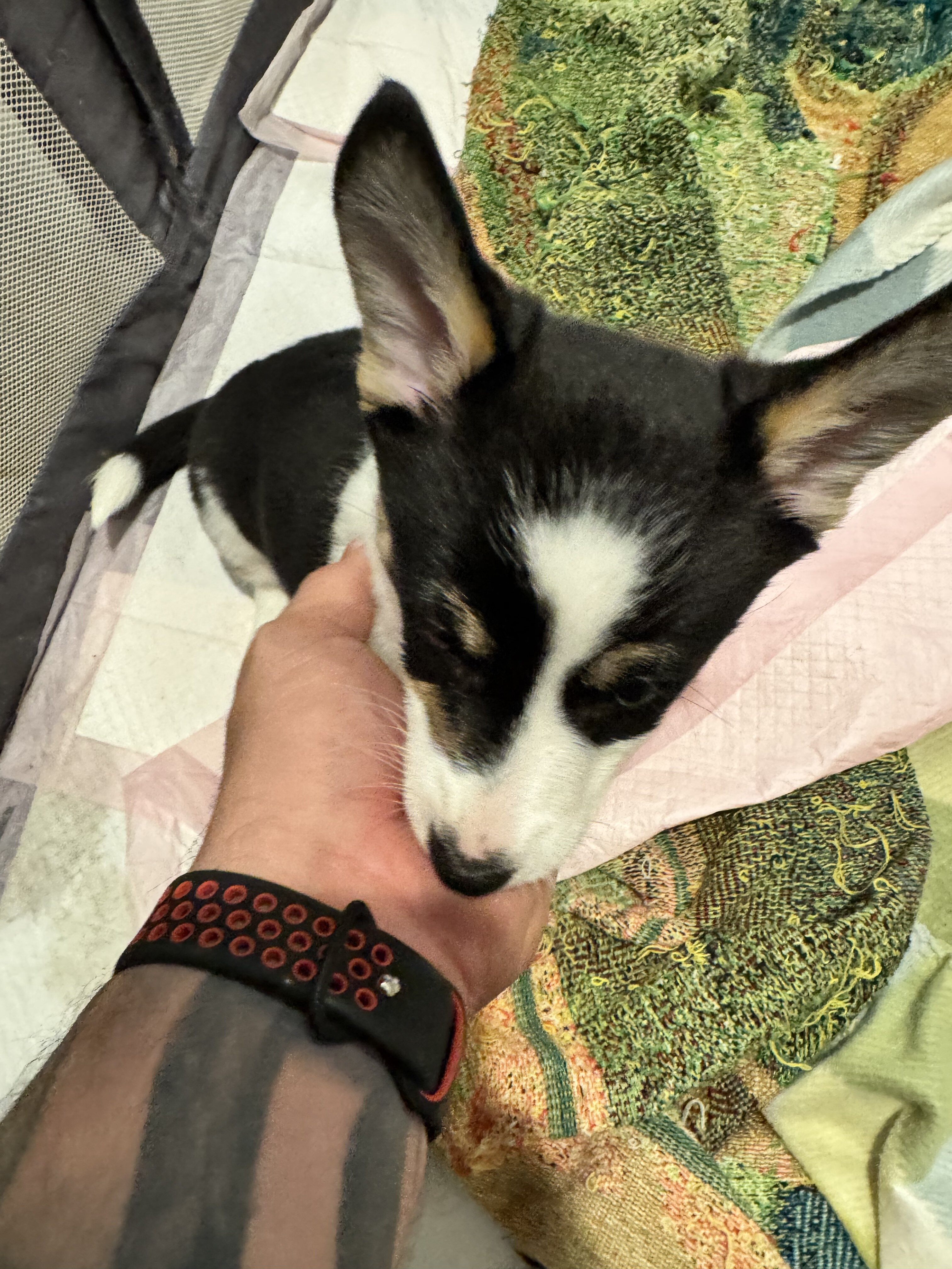 Corgi puppies image 2