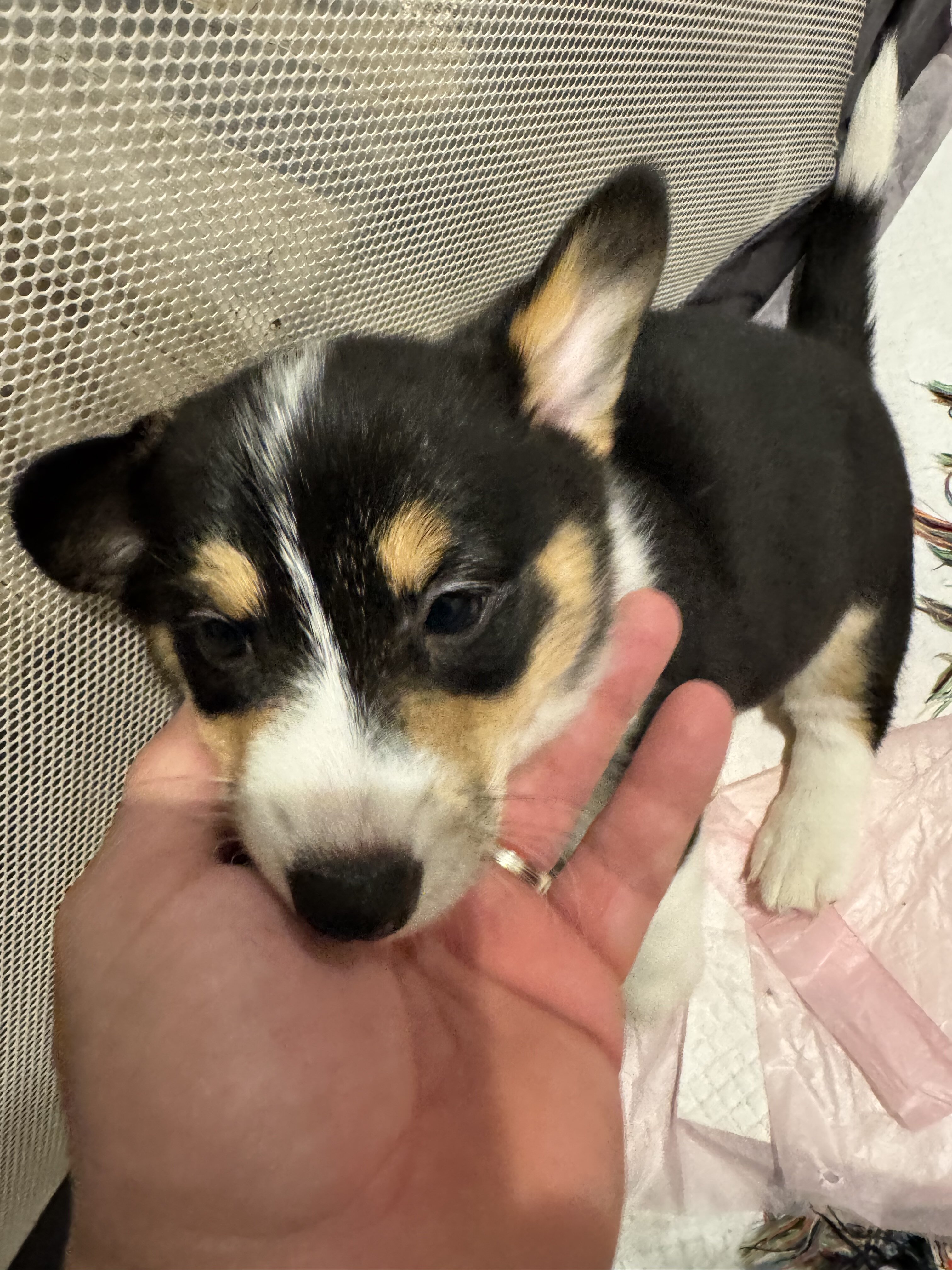 Corgi puppies image 1