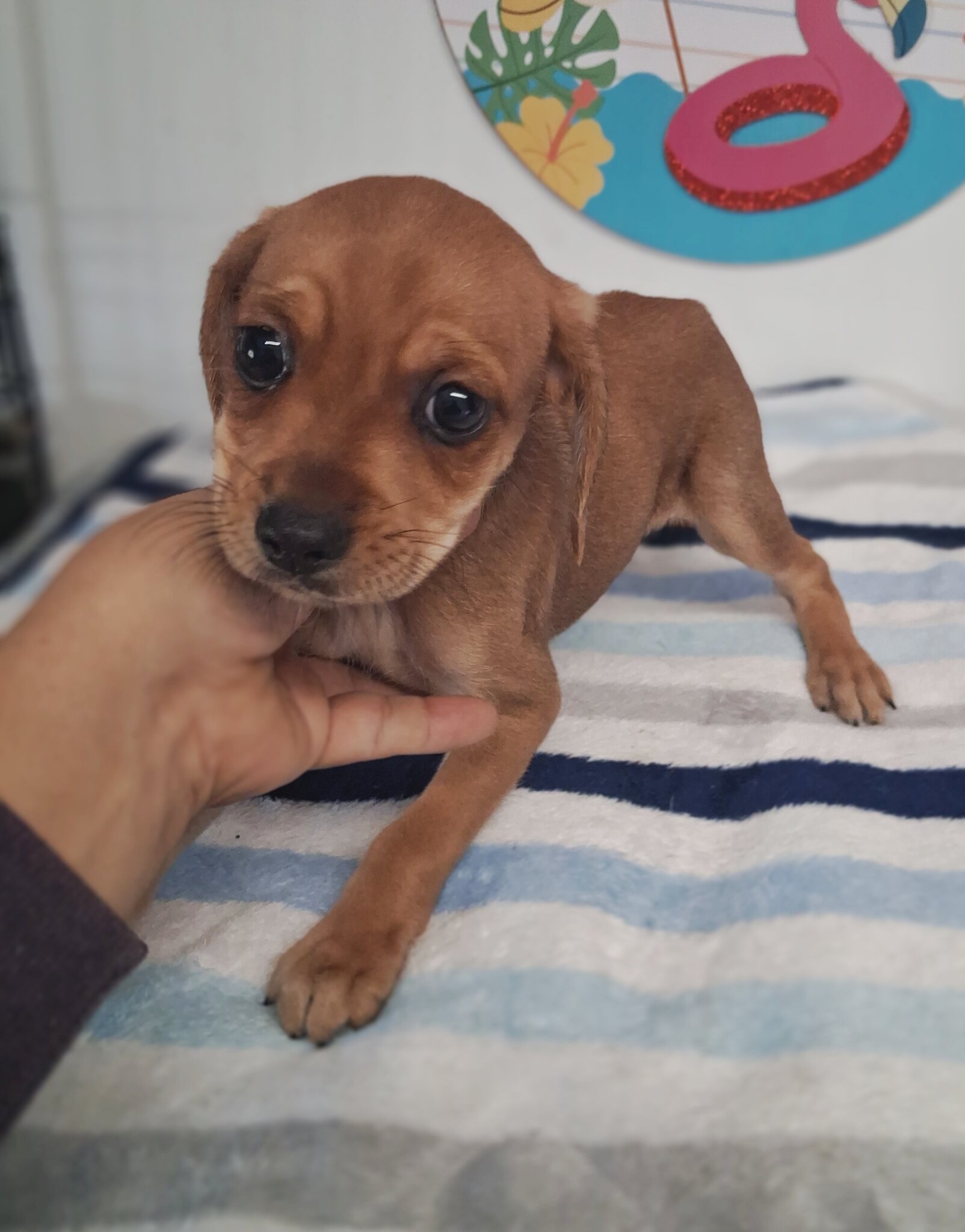 Toby image 1