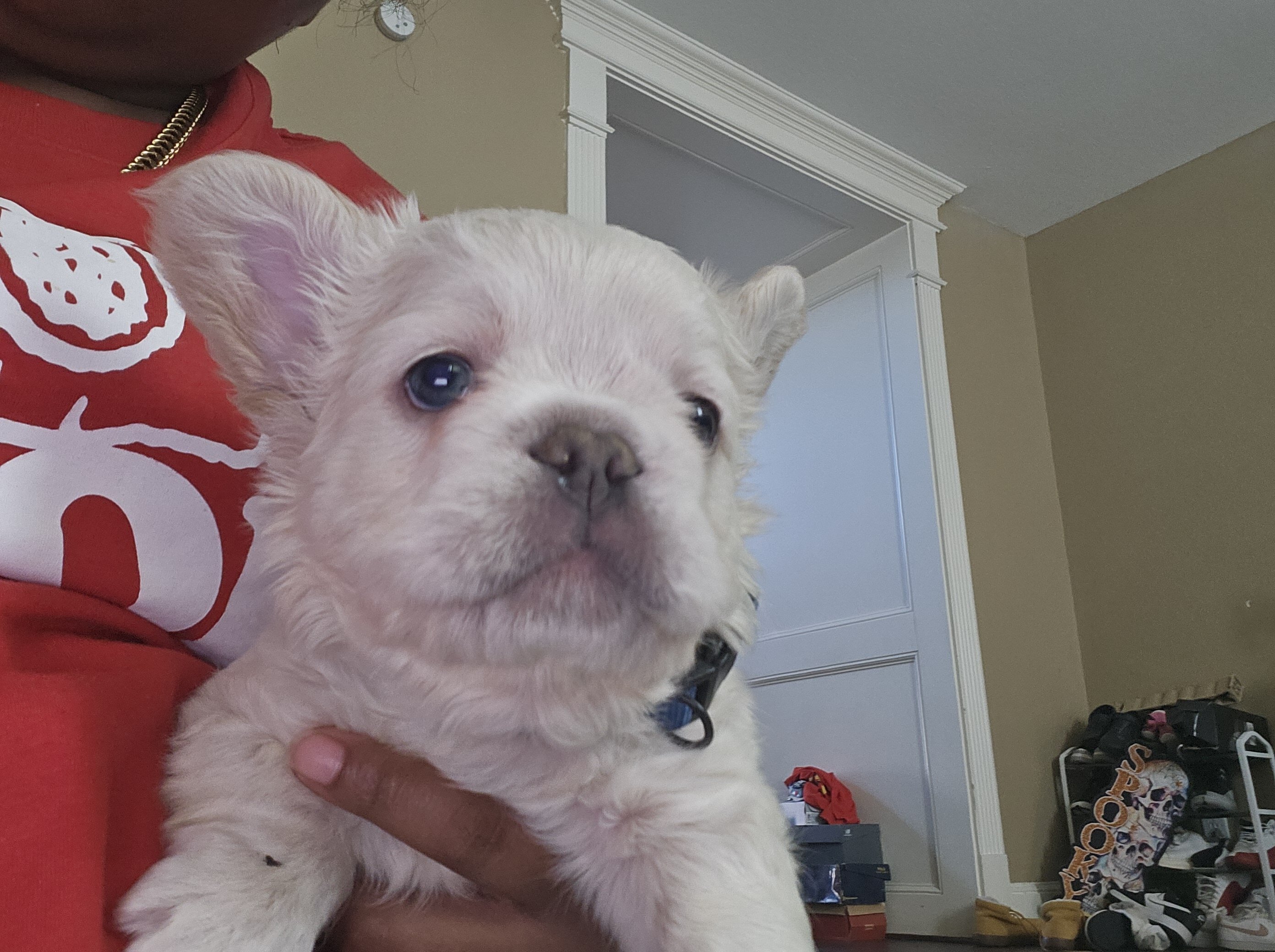 Fluffy frenchies image 1