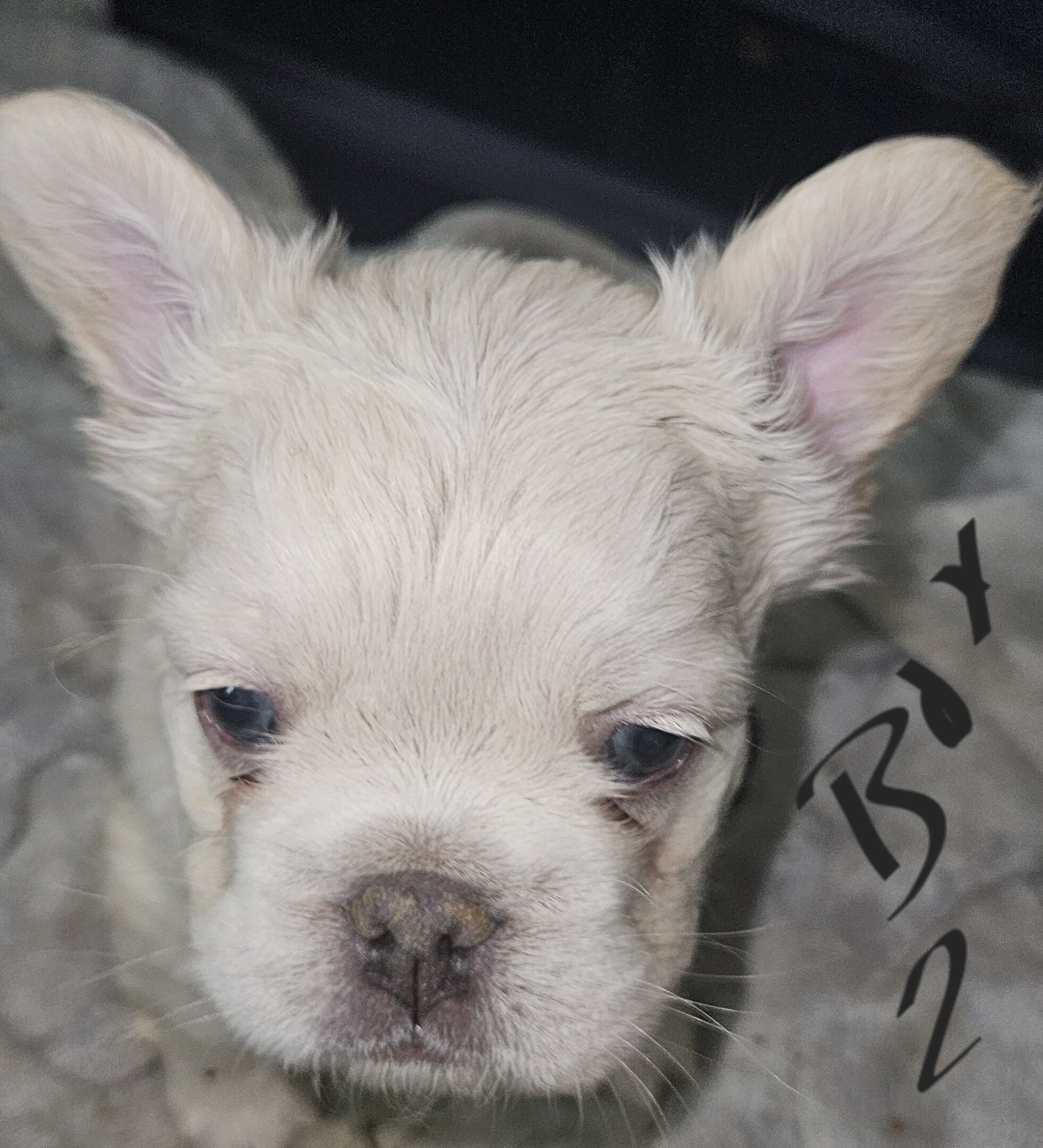 Fluffy frenchies image 3