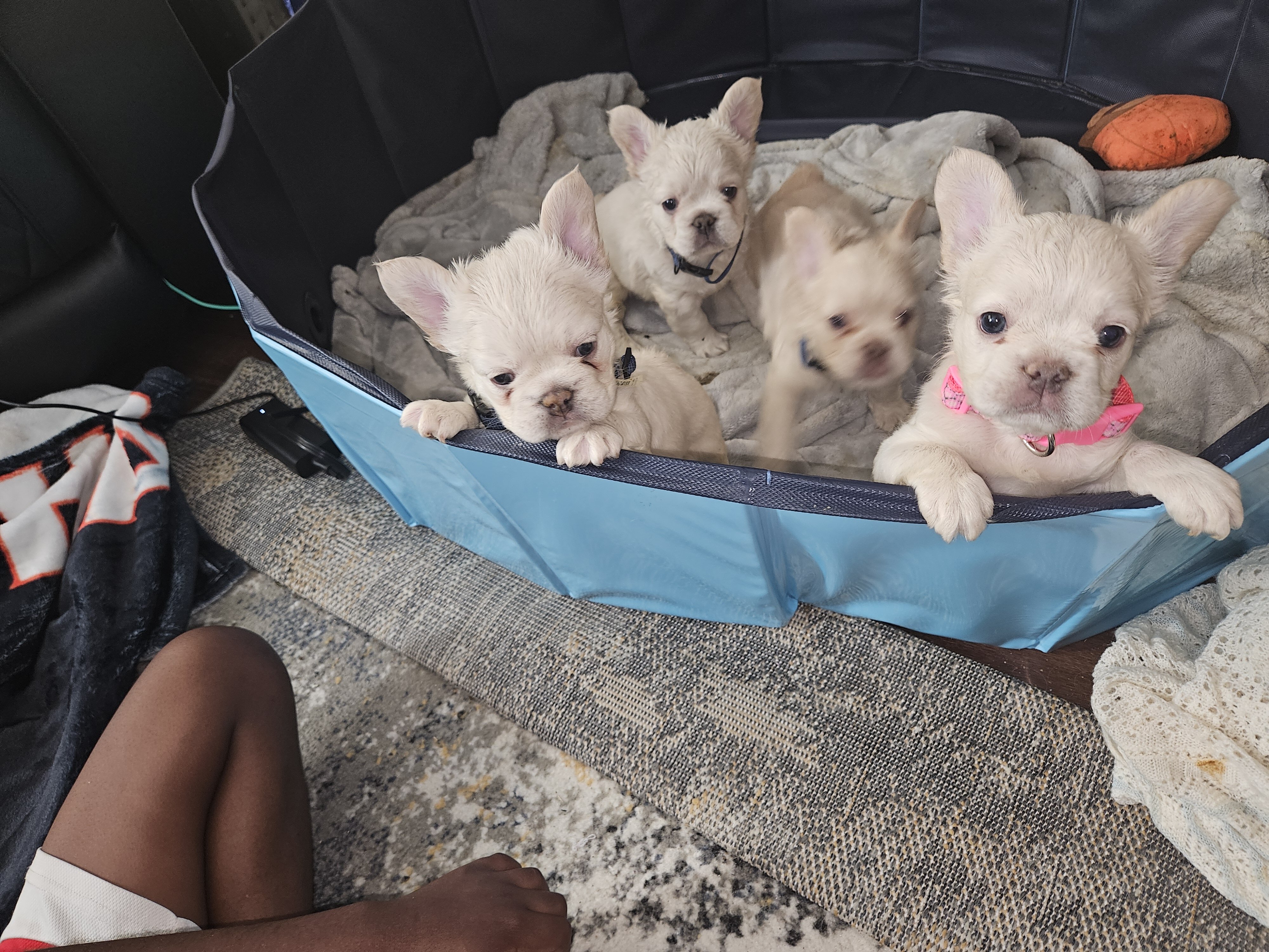 Fluffy frenchies image 7