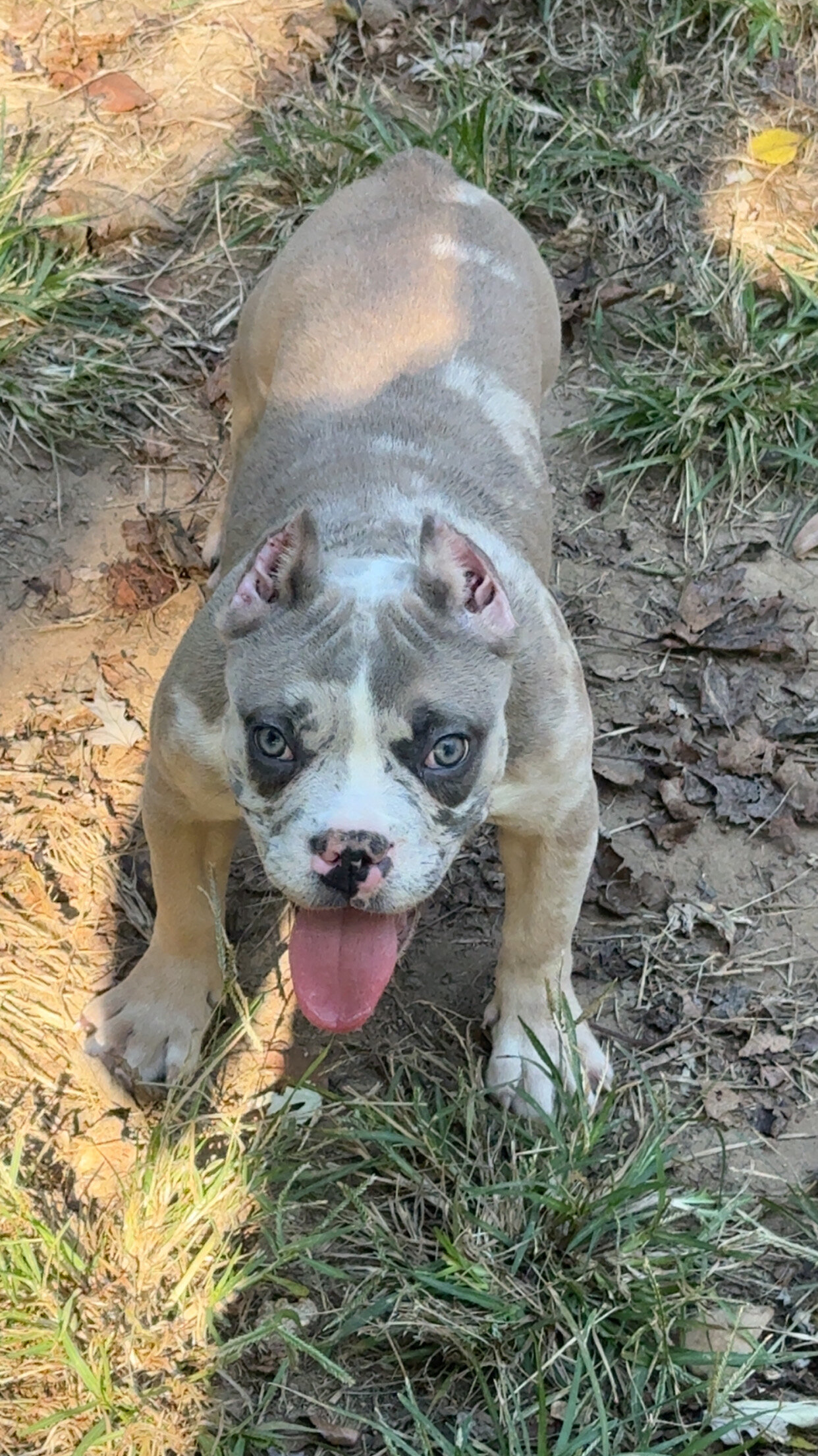 Female American Bully Puppy image 4