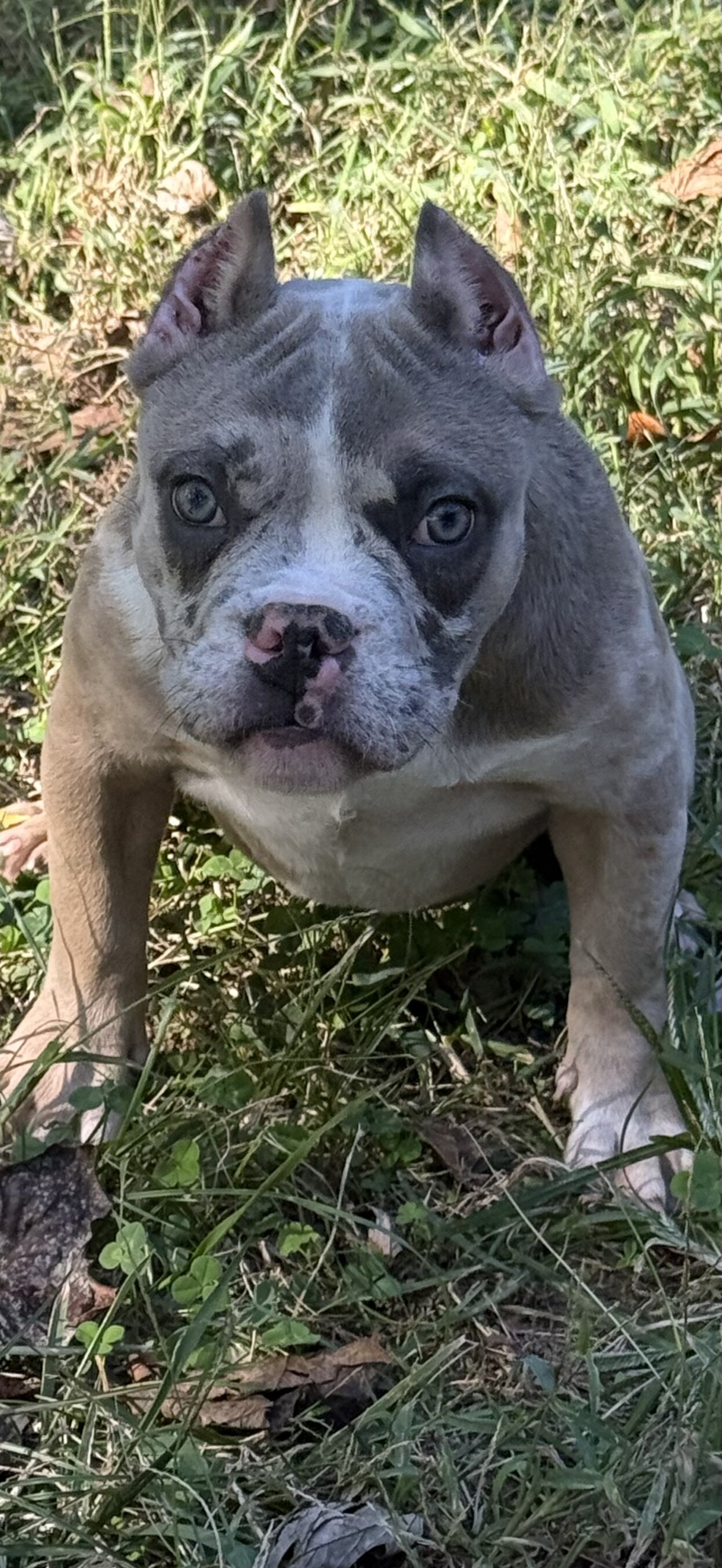 Female American Bully Puppy image 6