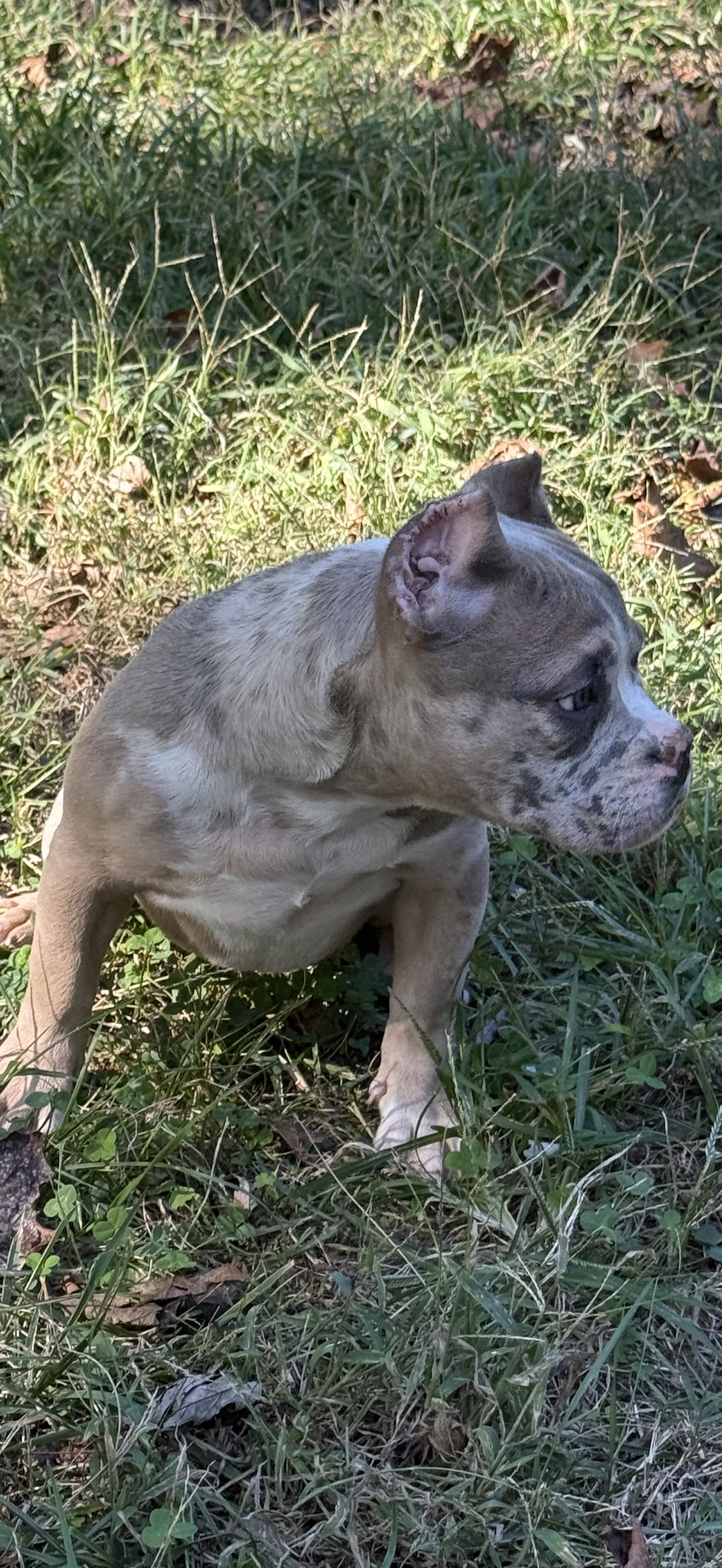 Female American Bully Puppy image 5