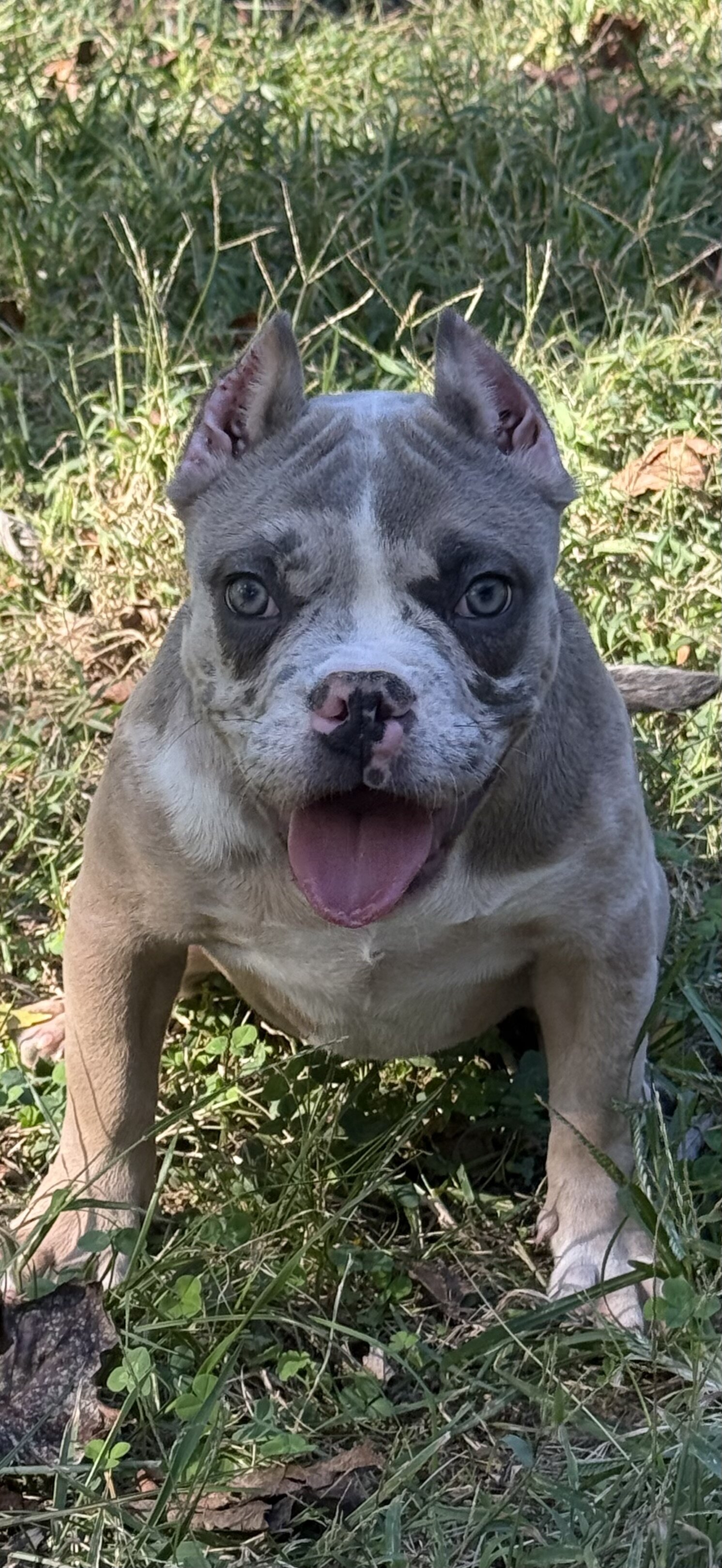Female American Bully Puppy image 1