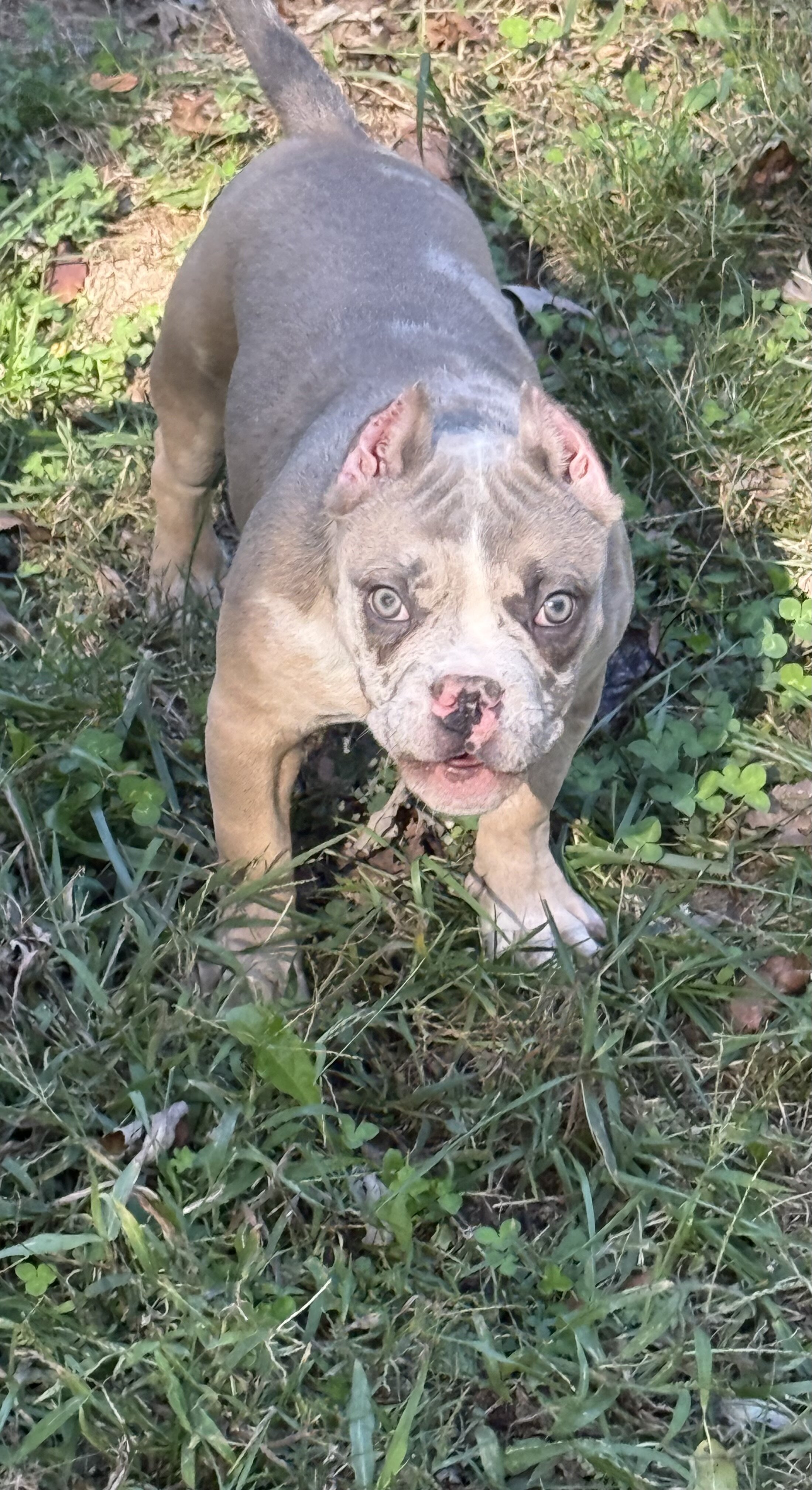 Female American Bully Puppy image 2