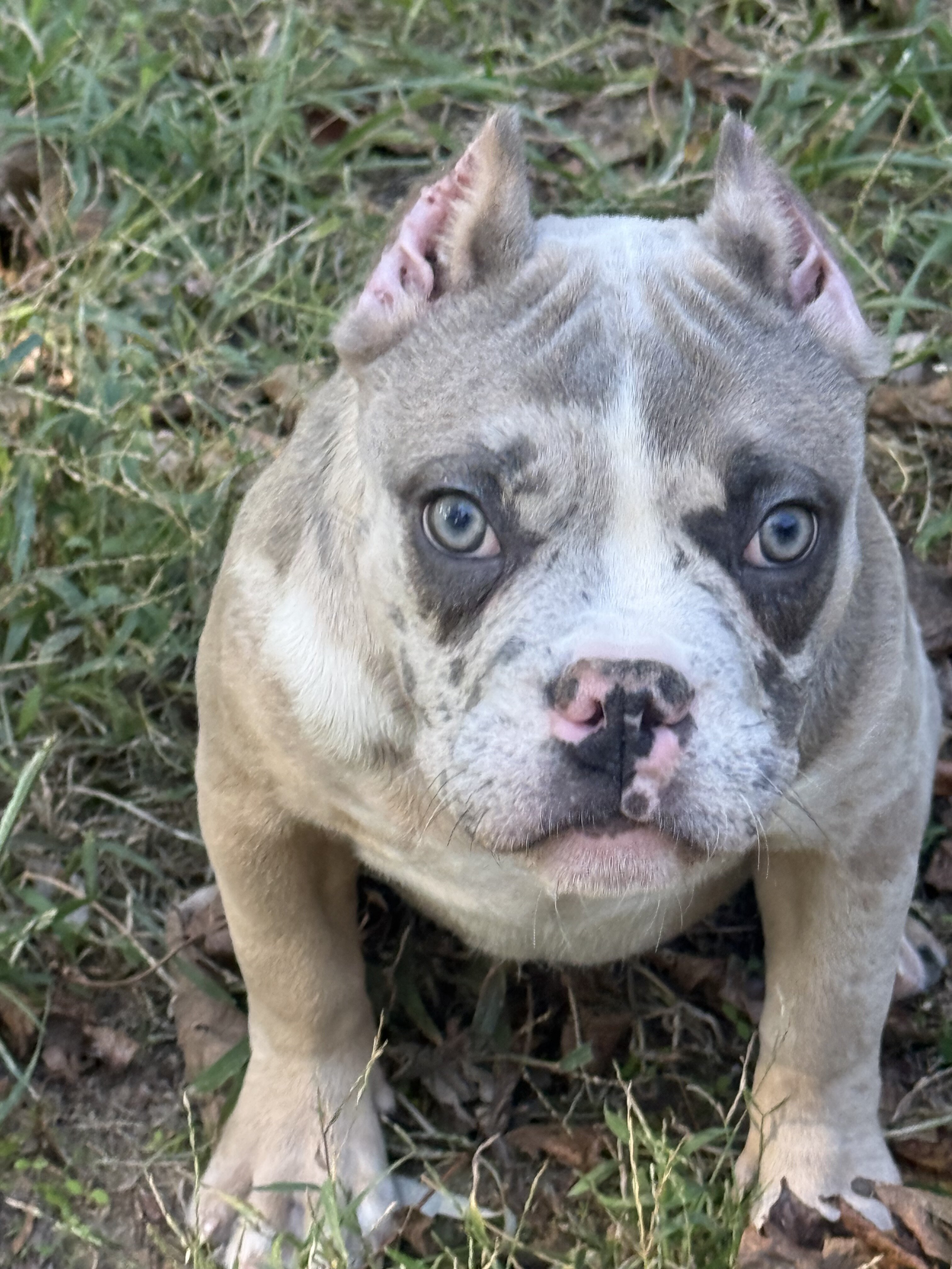 Female American Bully Puppy image 3