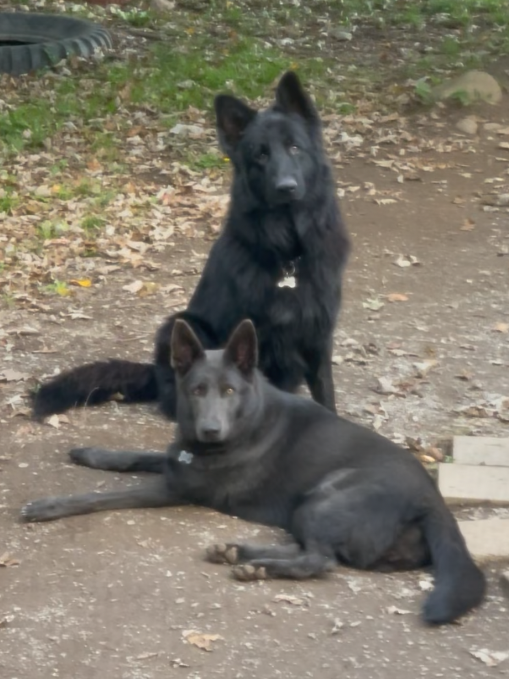 Blue + Black German Shepherd Puppies image 1