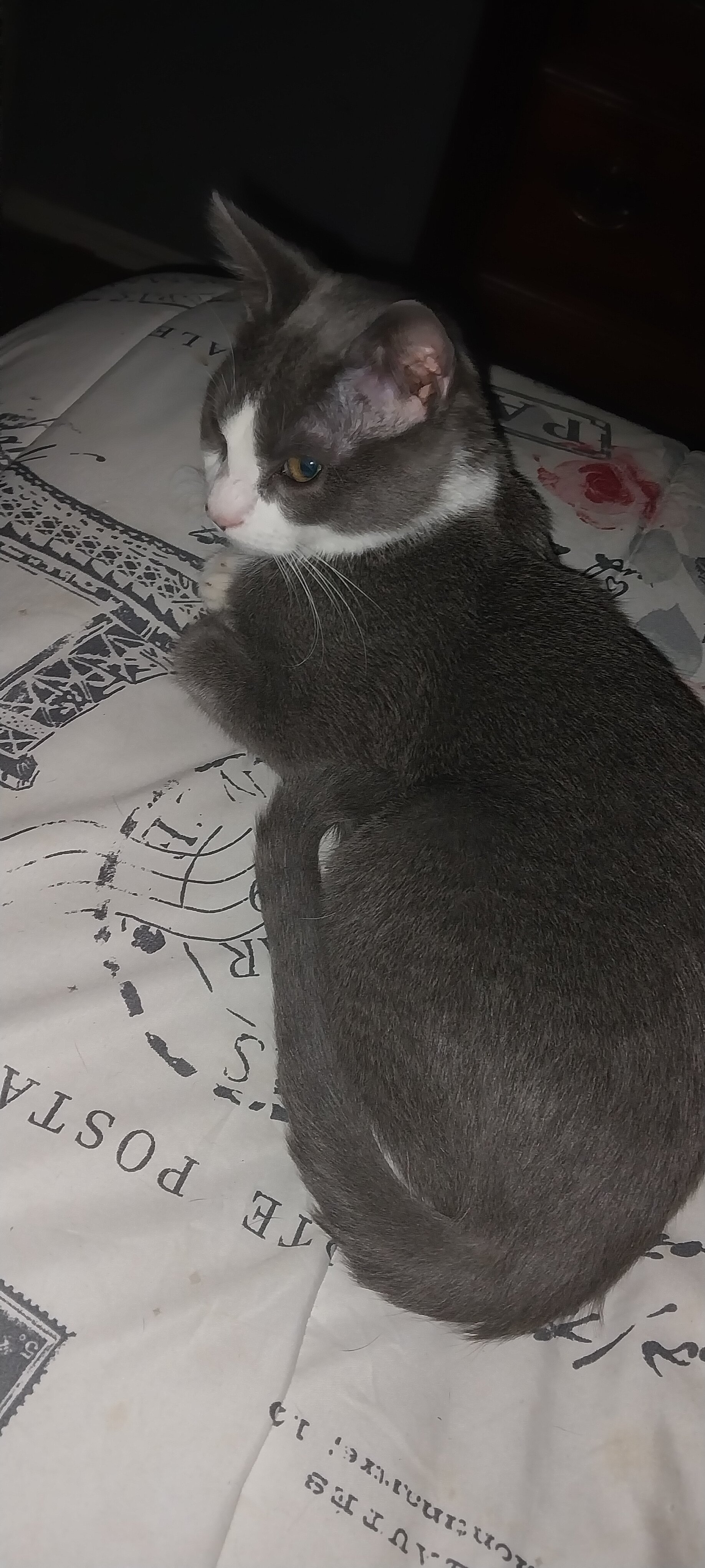 A Grey and white cat she is a girl image 1