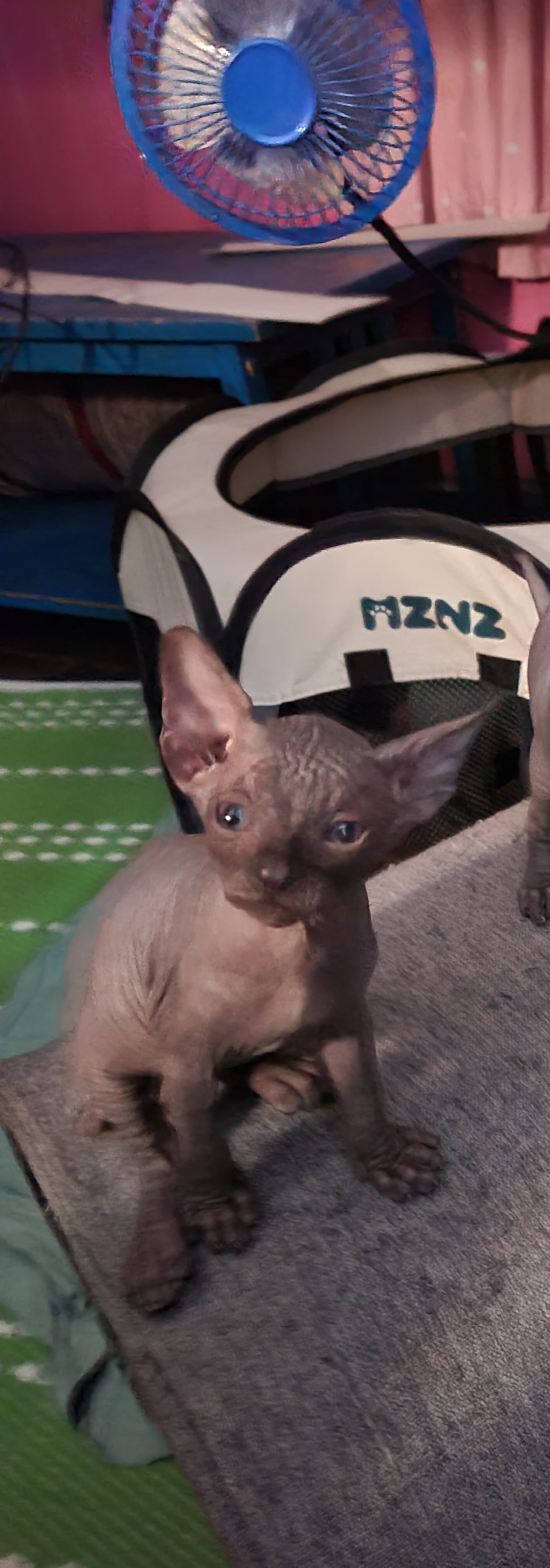 Sphynx kitten image 1