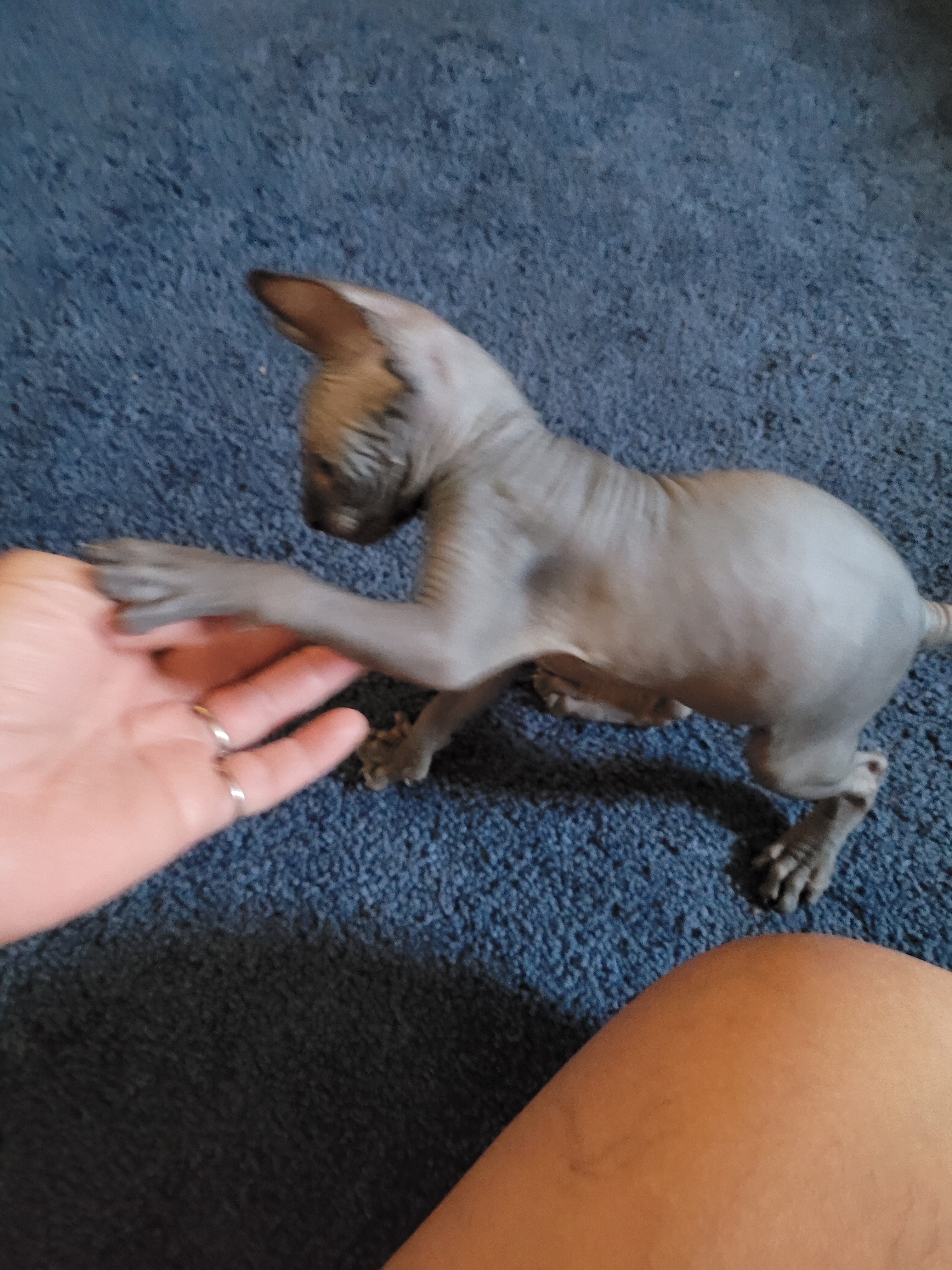 Sphynx kitten image 5