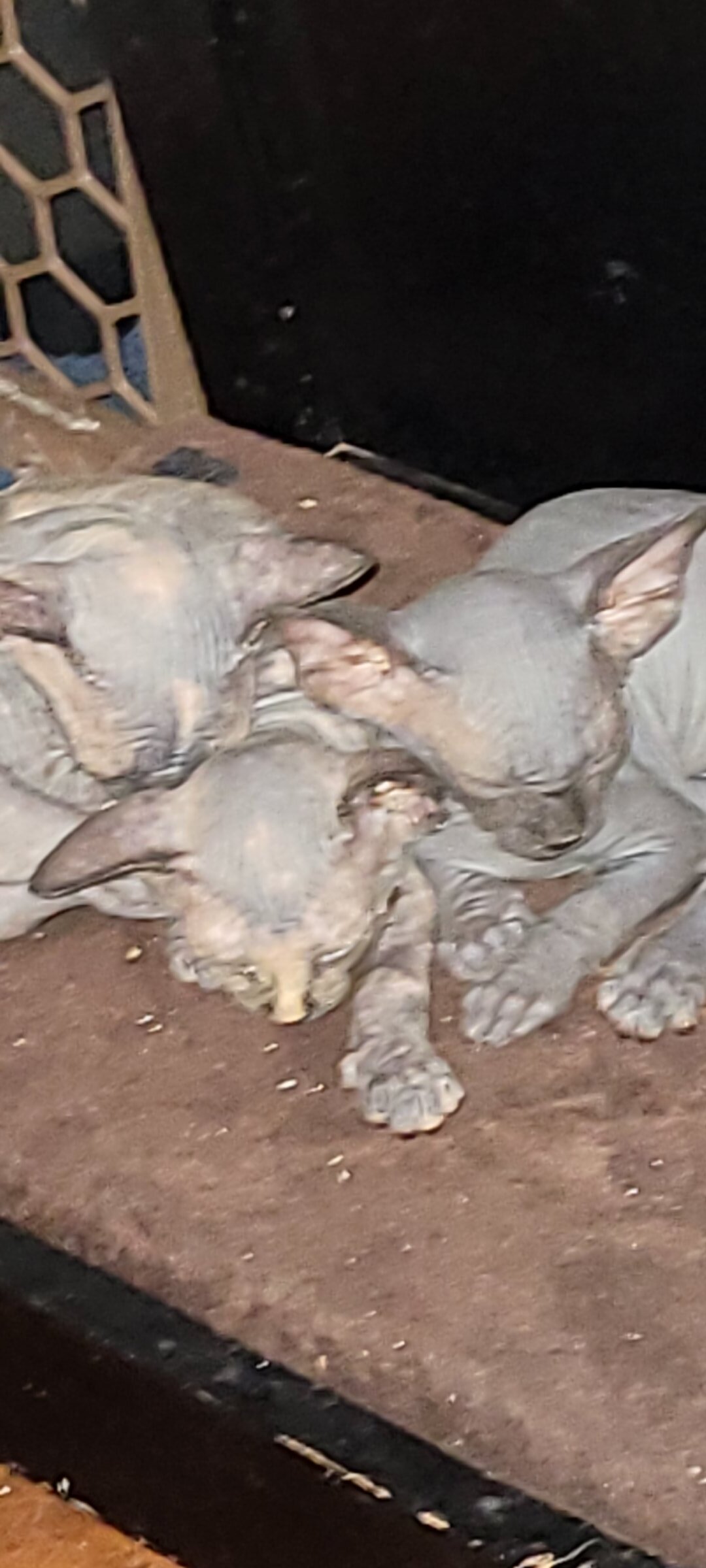 Sphynx kitten image 4