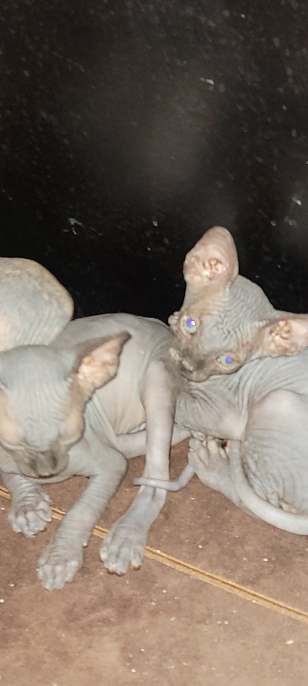 Sphynx kitten image 2