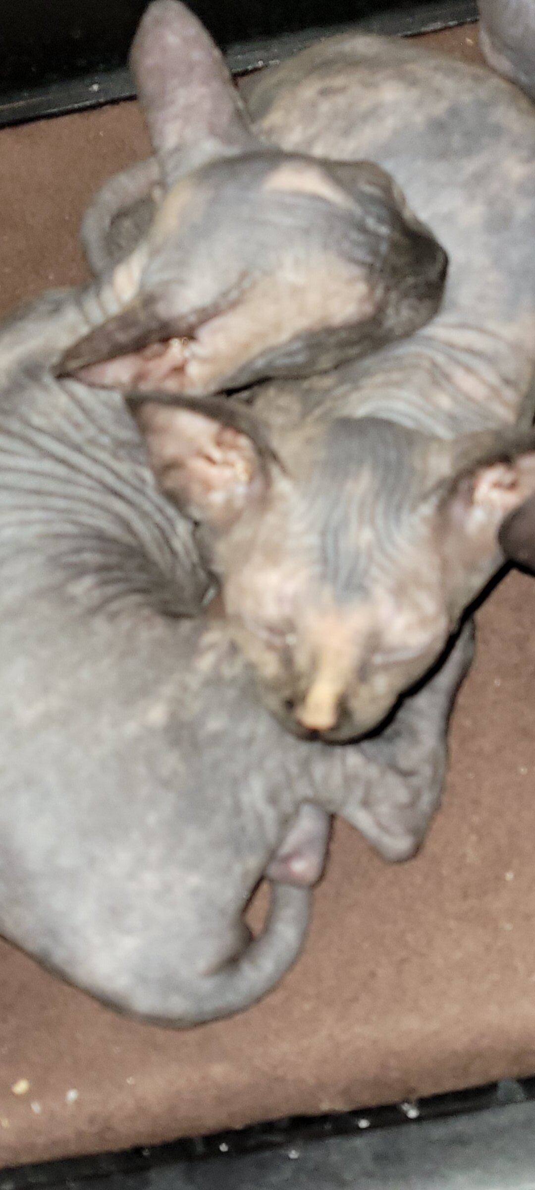 Sphynx kitten image 3