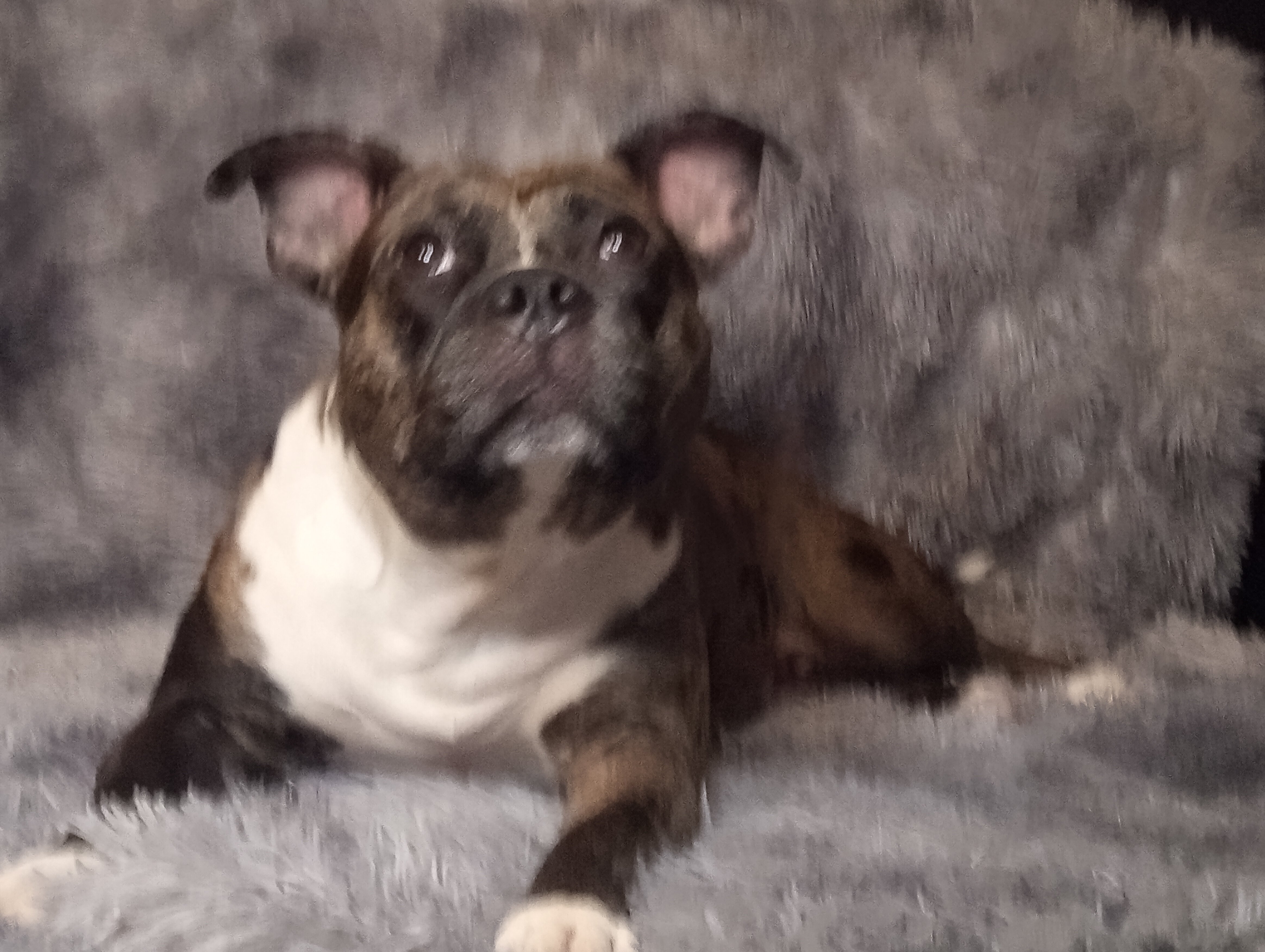 Female puppy image 1