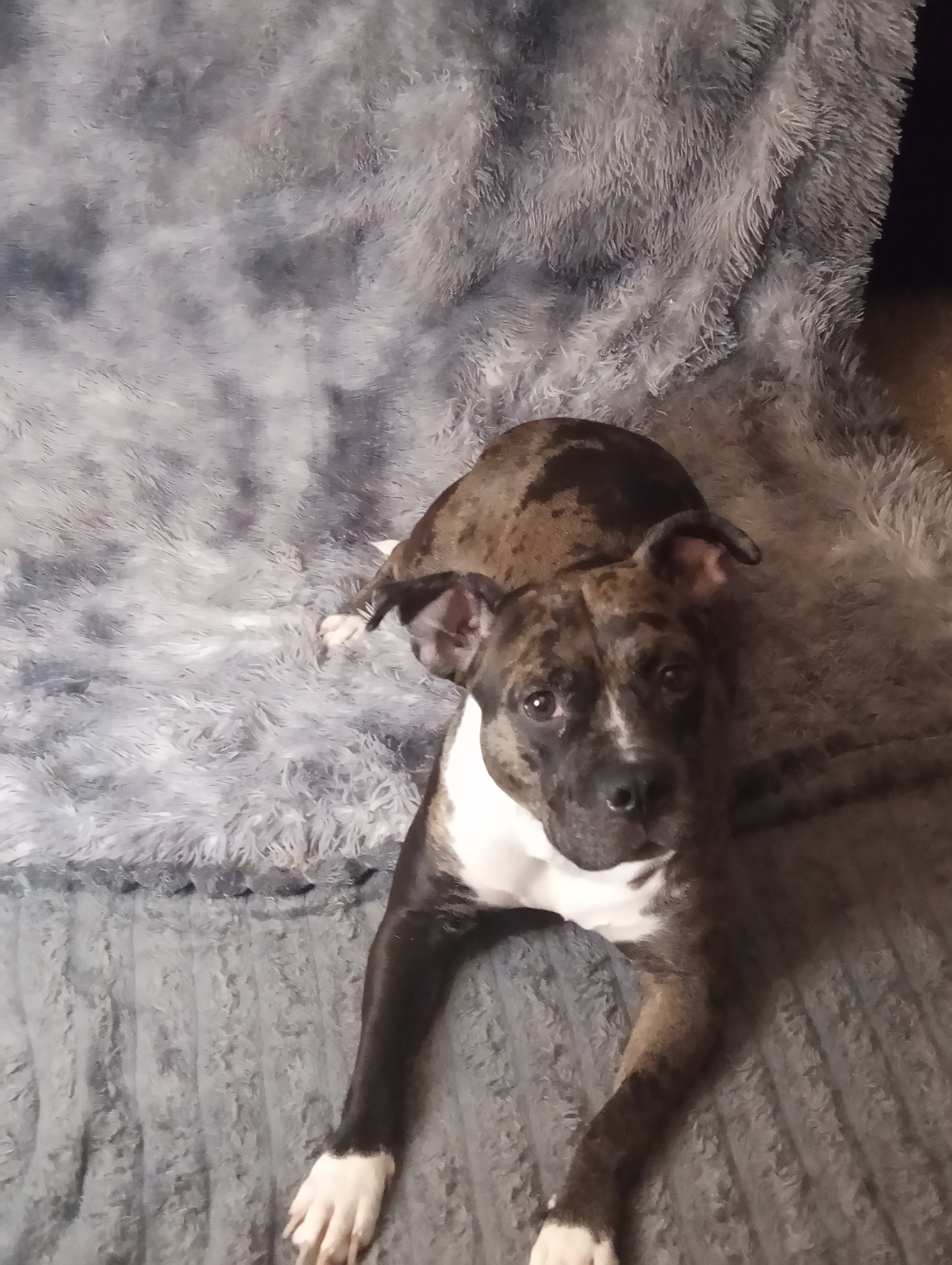 Female puppy image 2