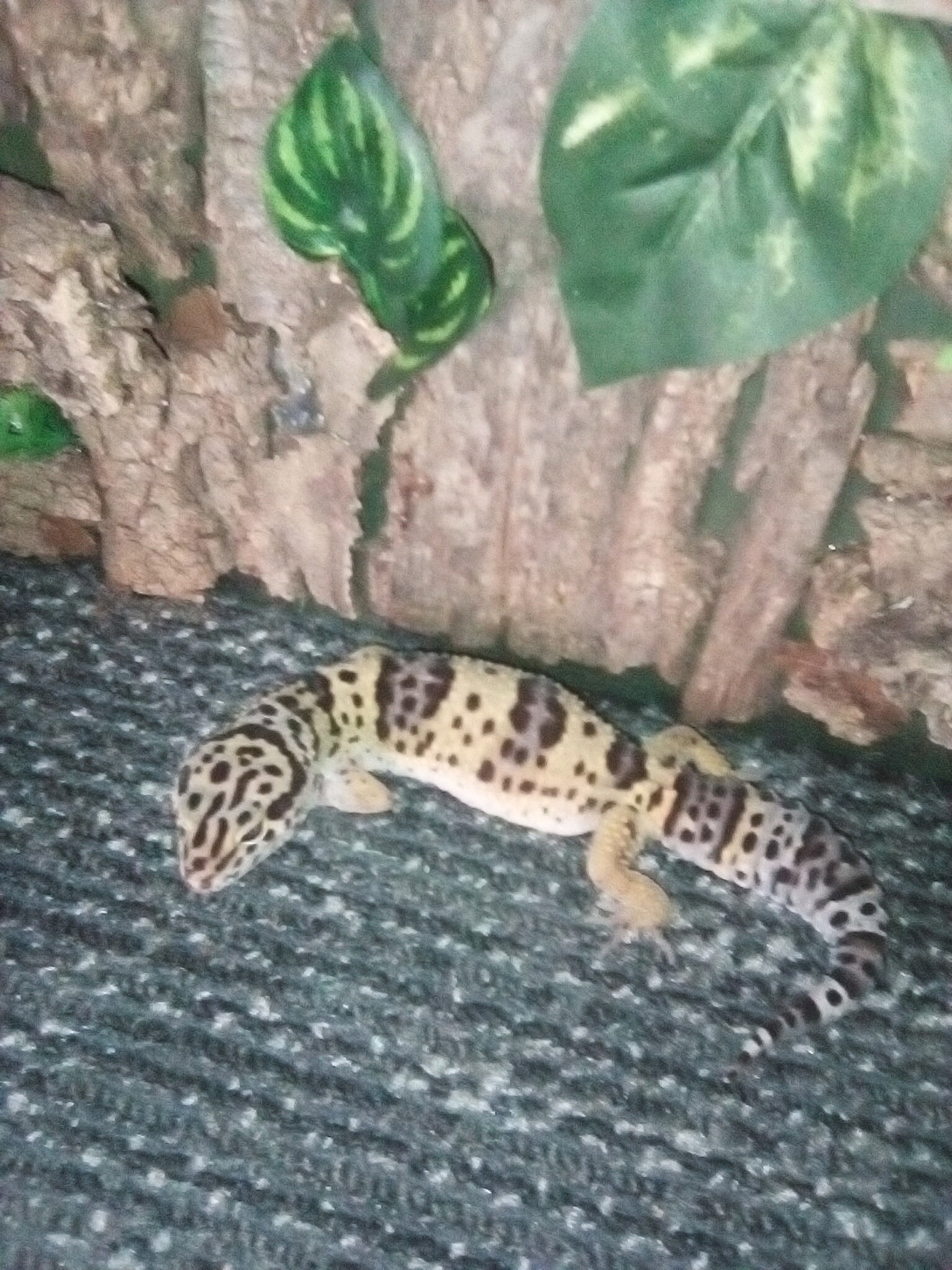 Female gecko image 1