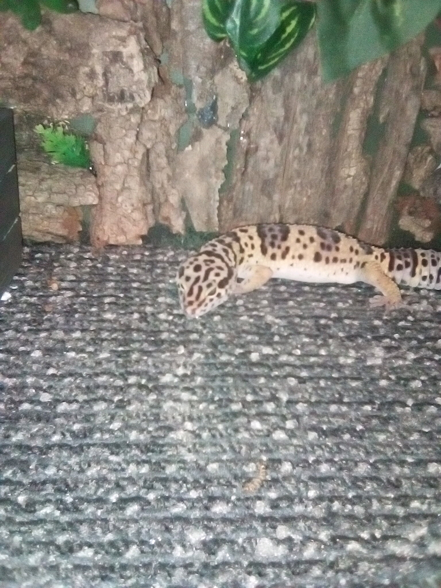 Female gecko image 2