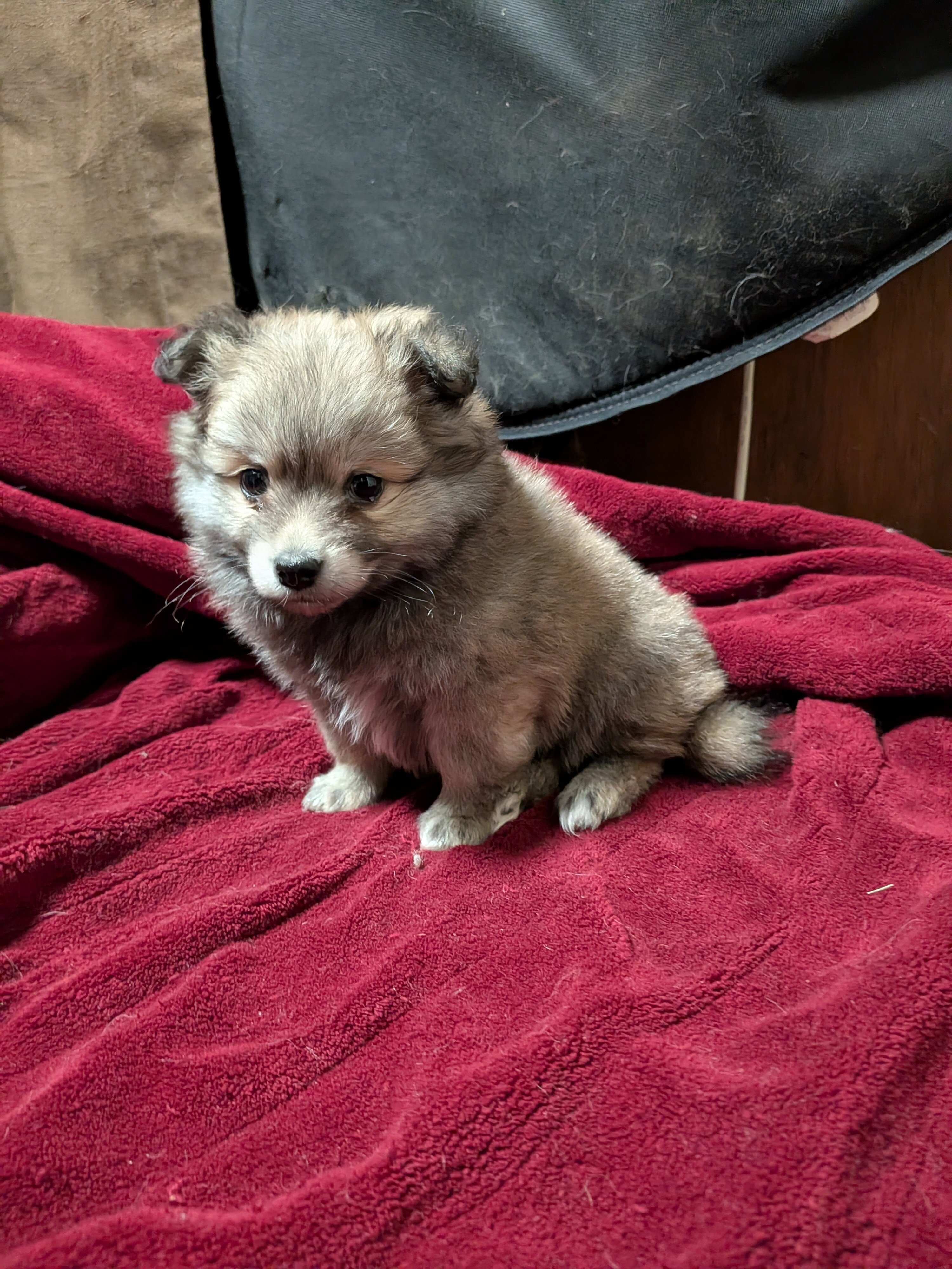 Puppy image 1