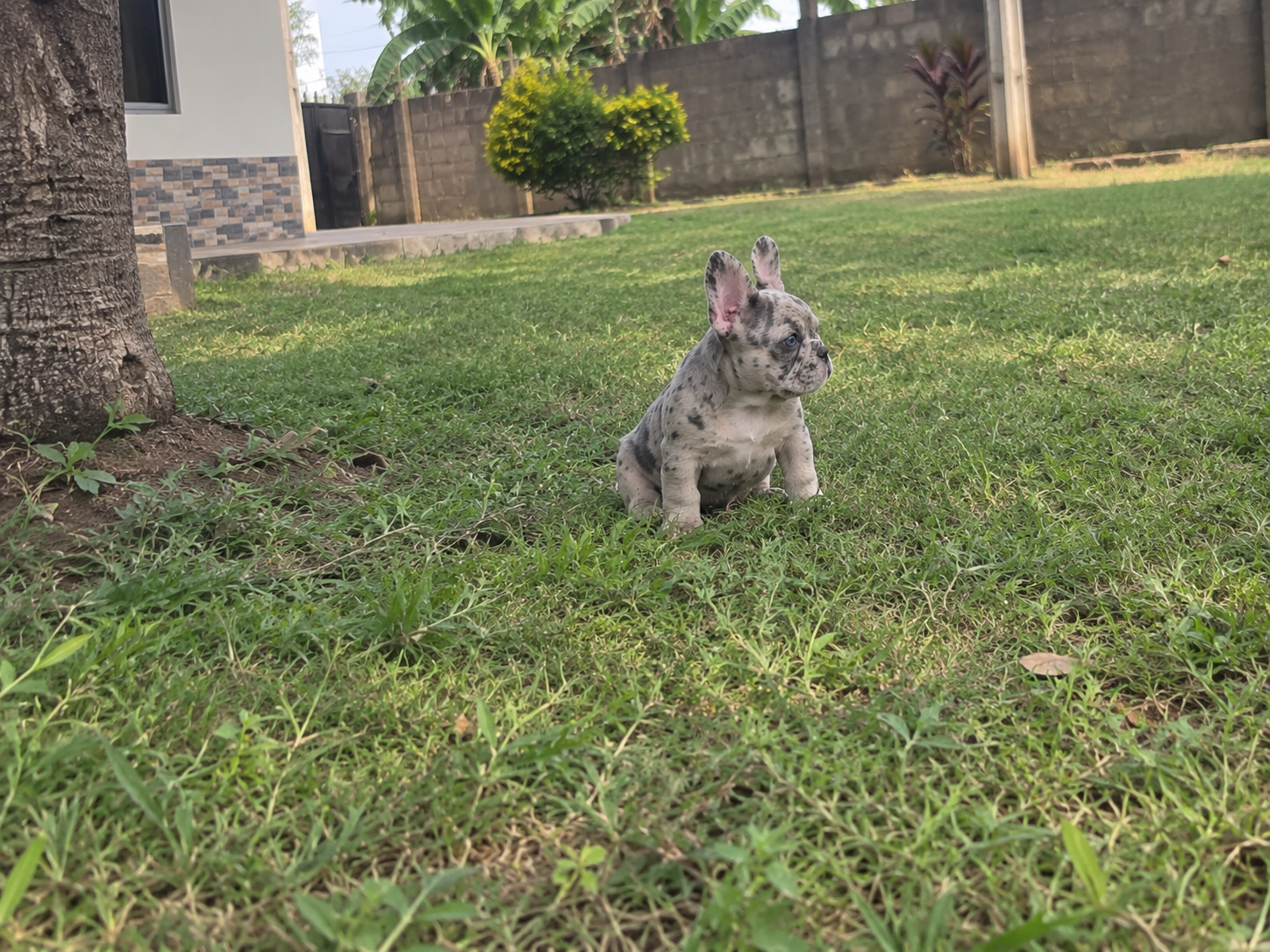 A FRENCH BULLDOG image 3