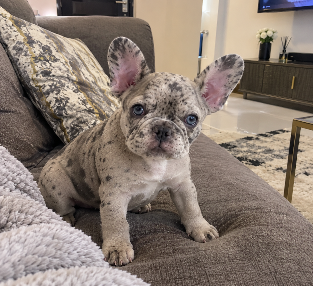 A FRENCH BULLDOG image 2